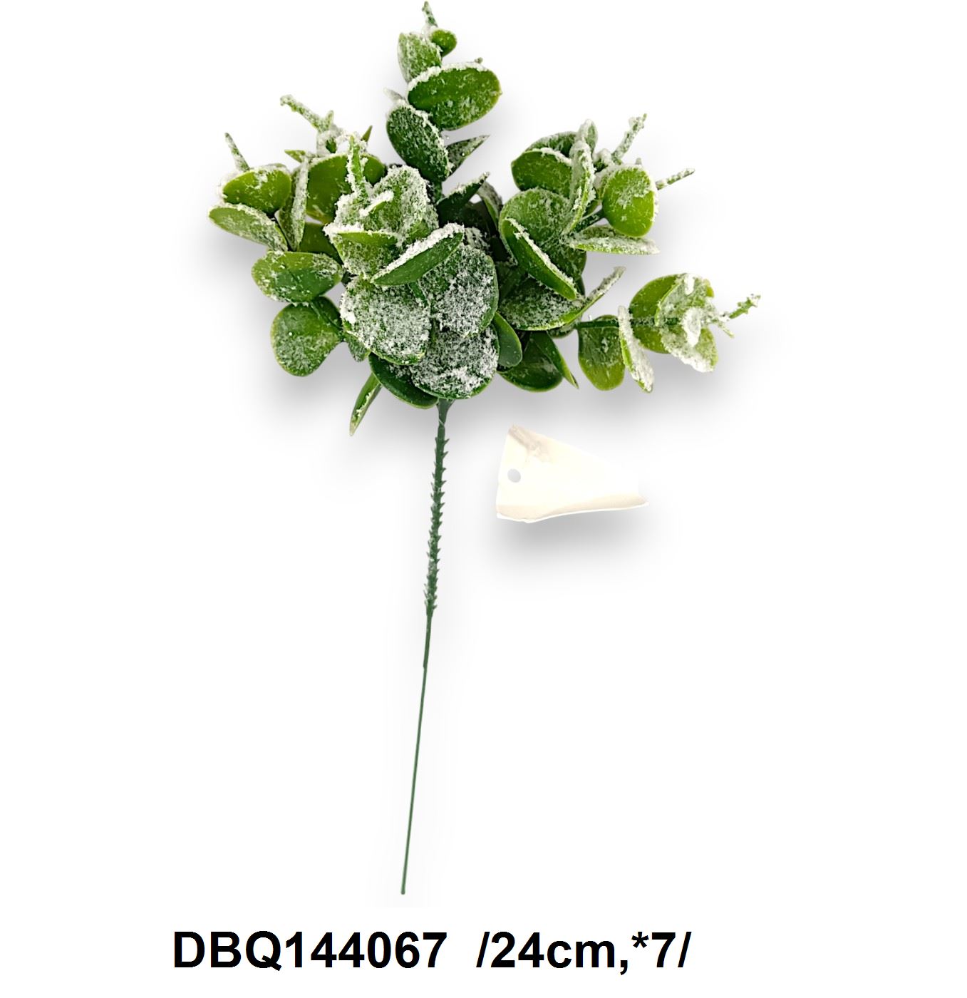 DBQ144067