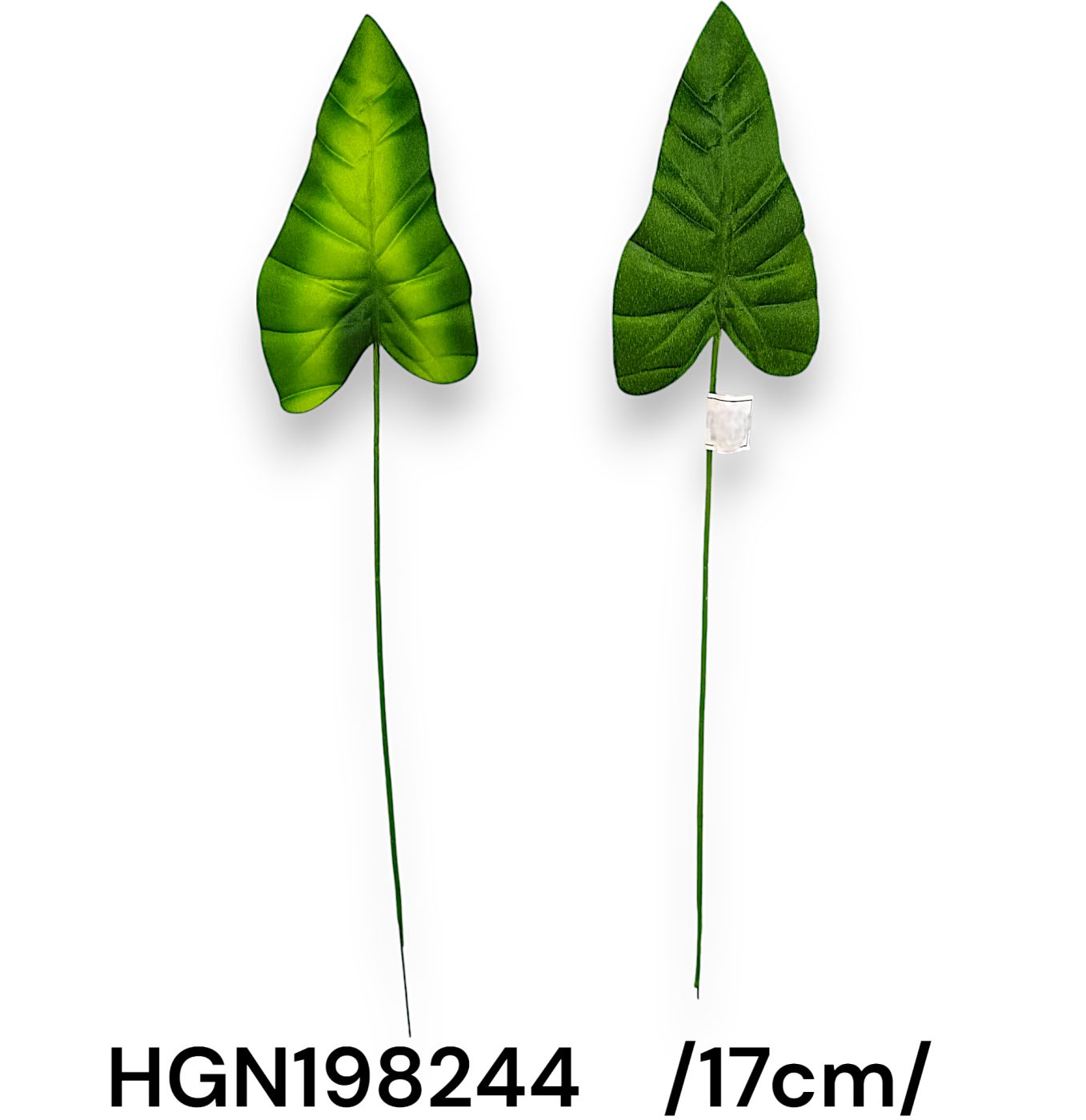 HGN198244