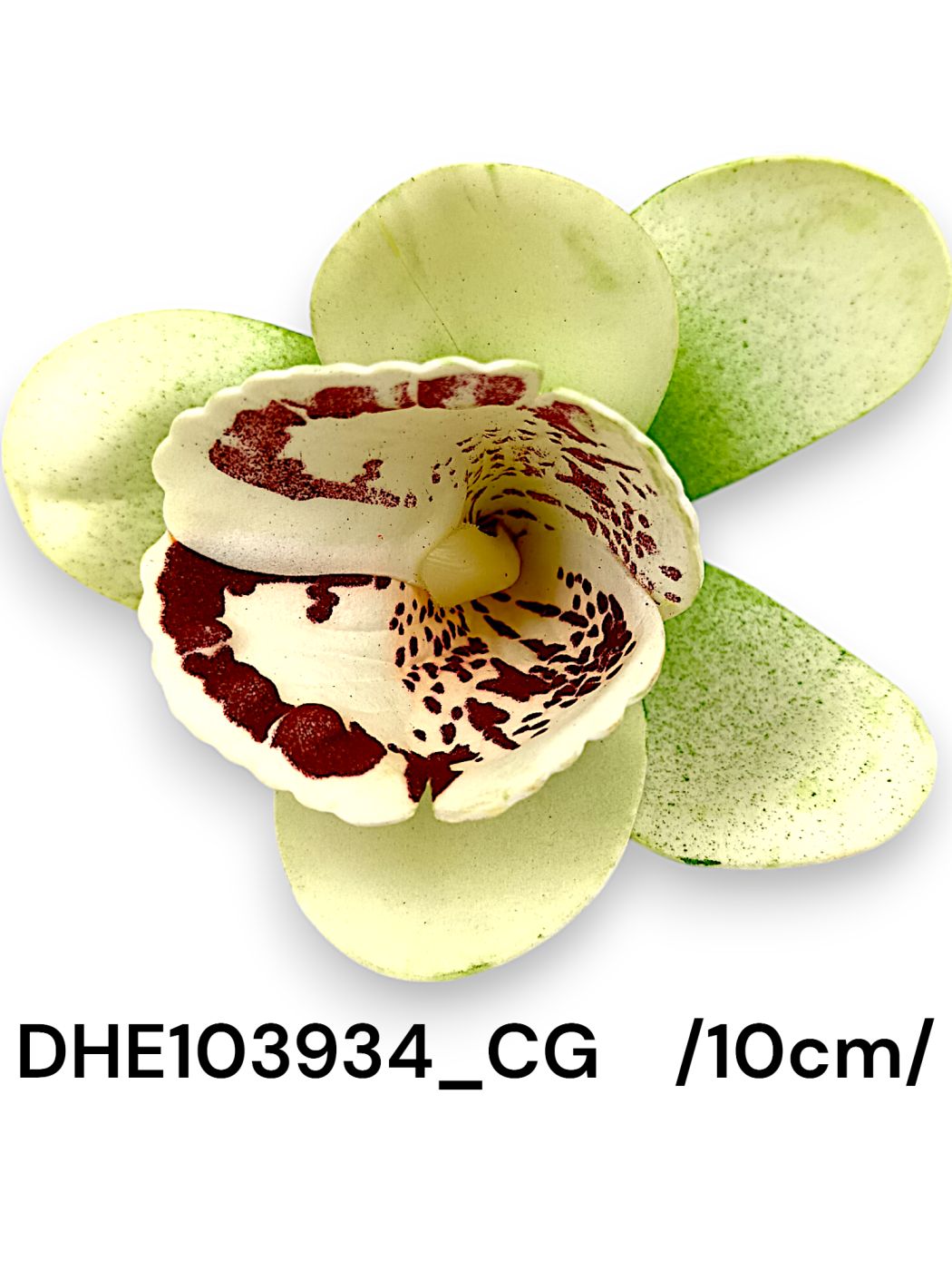 DHE103934_CG