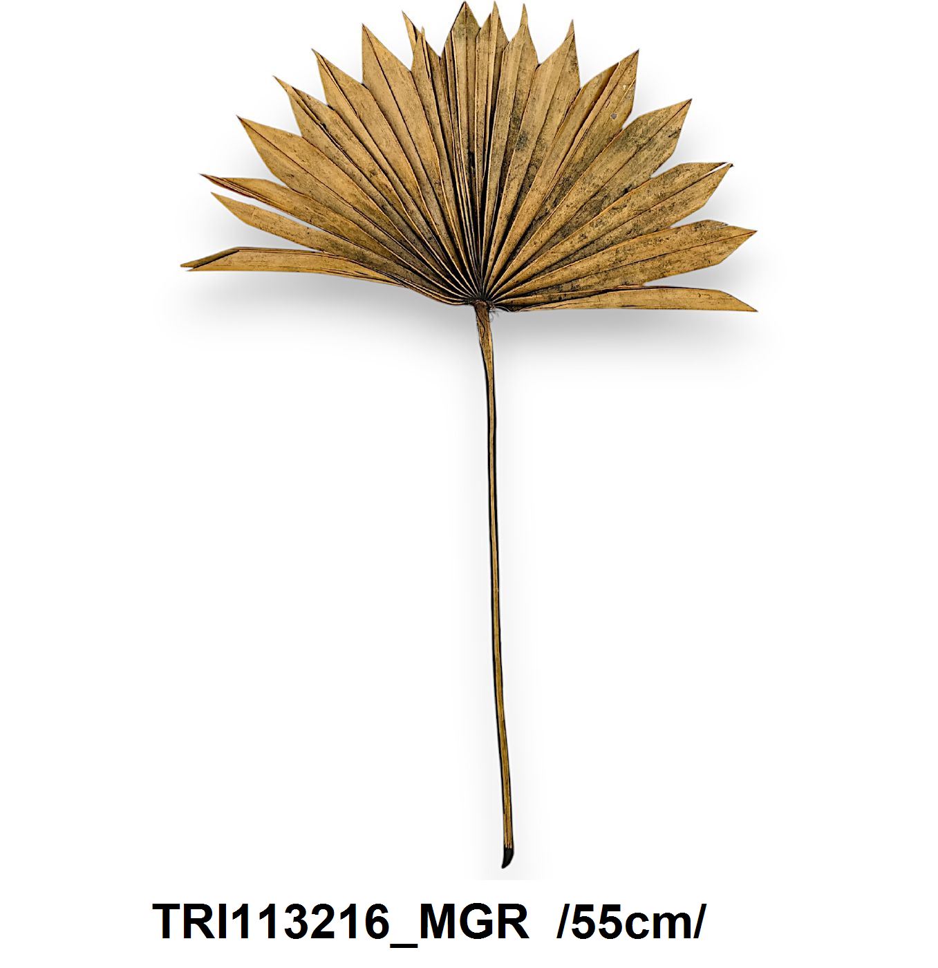 TRI113216_MGR