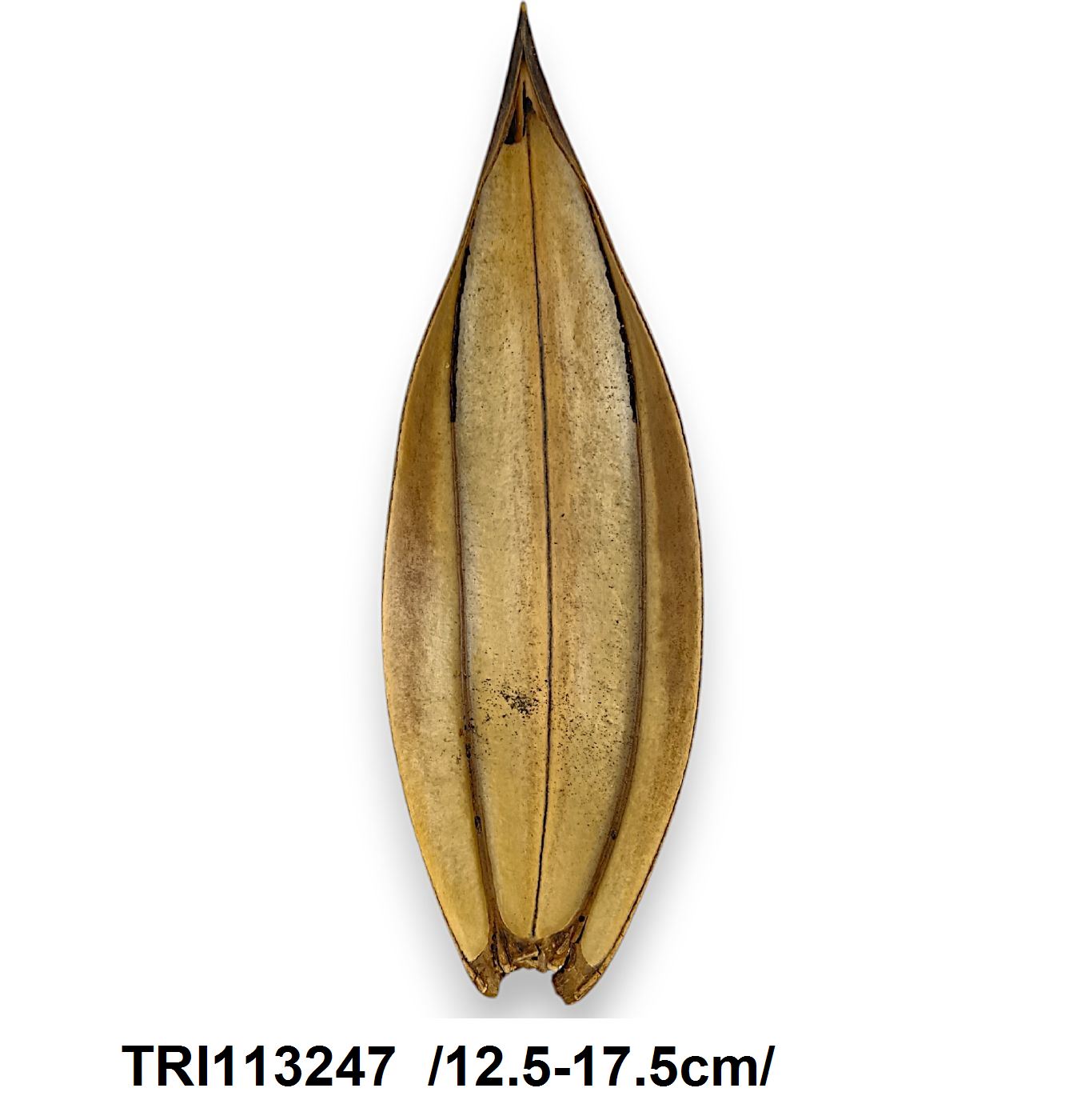TRI113247