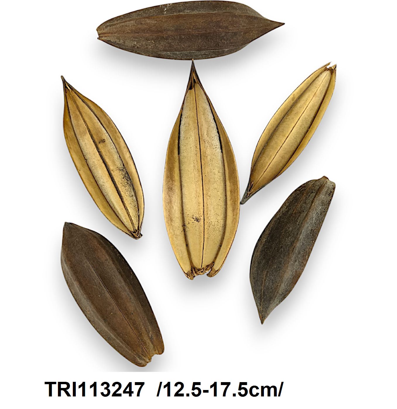 TRI113247
