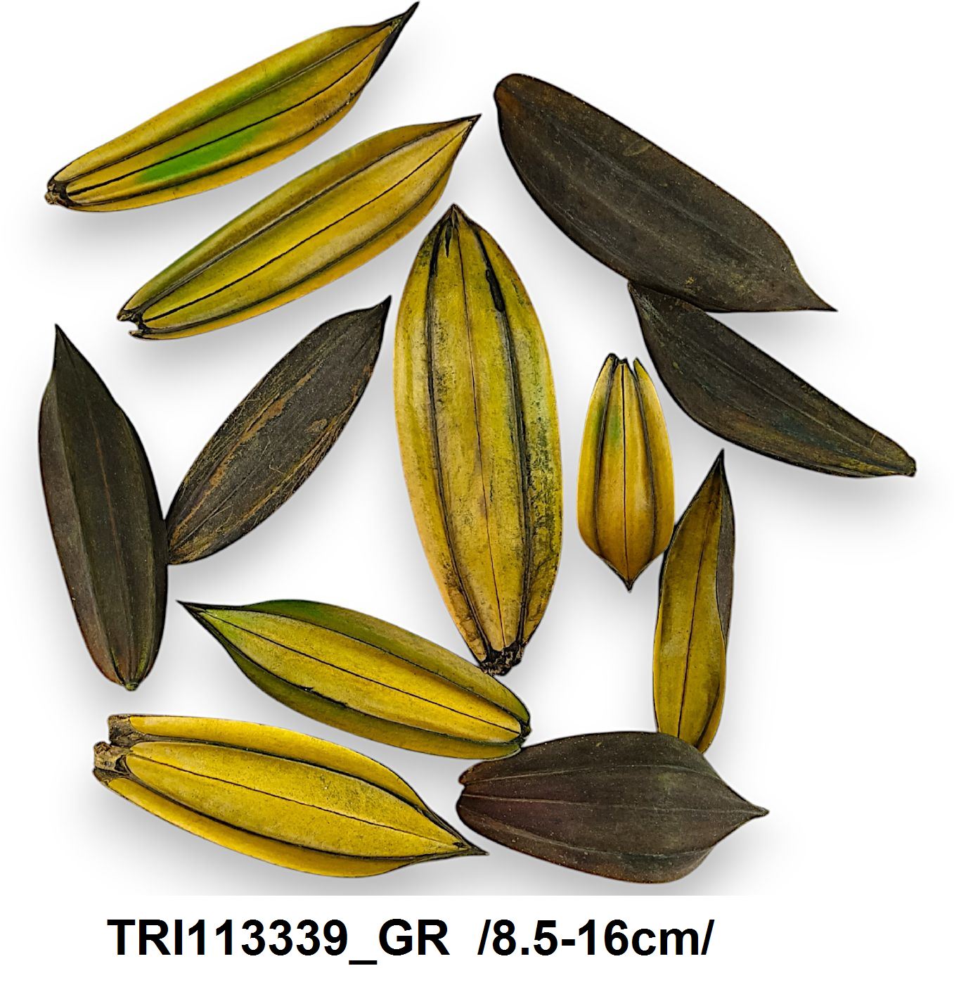 TRI113339_GR