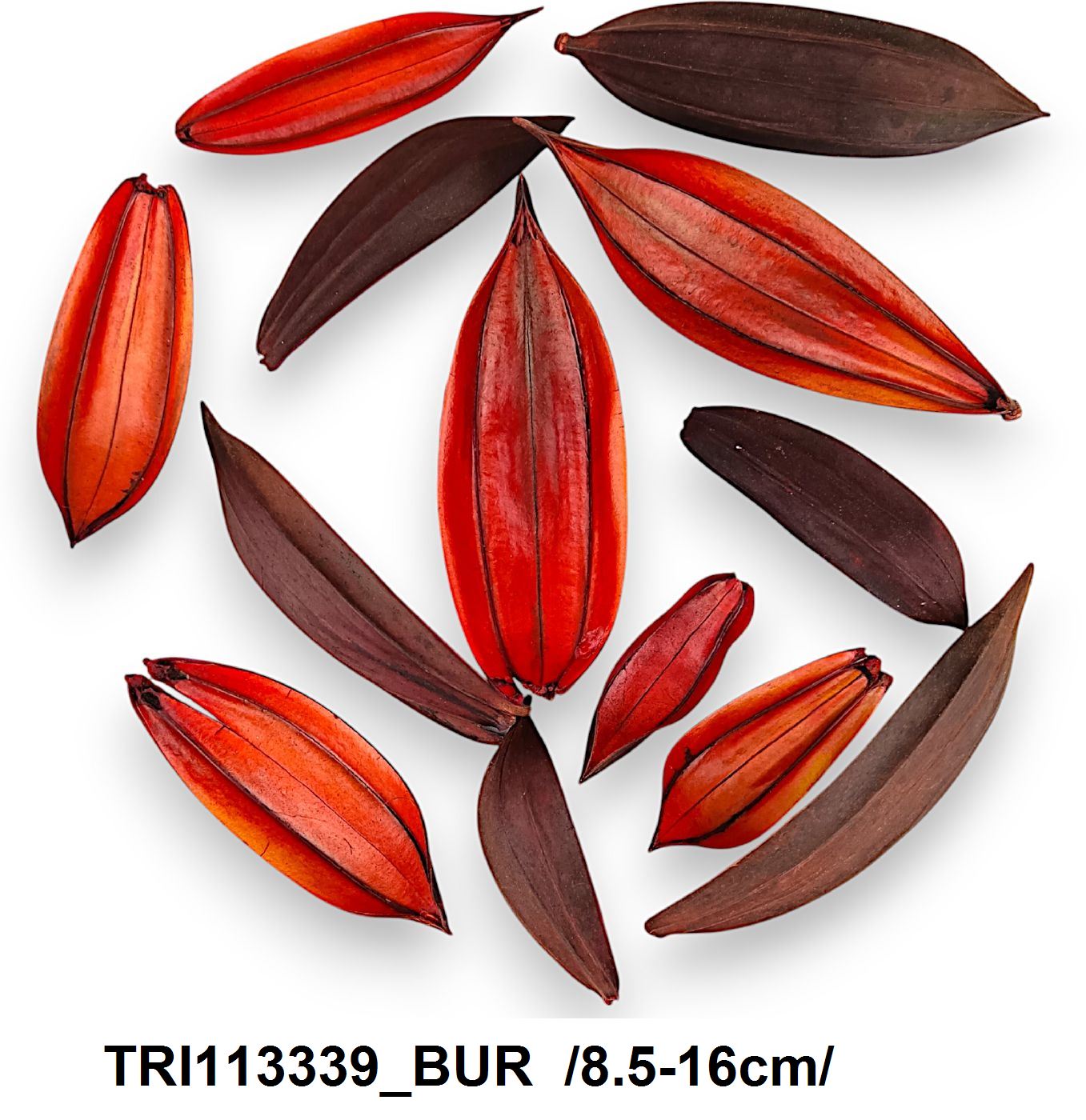 TRI113339_BUR