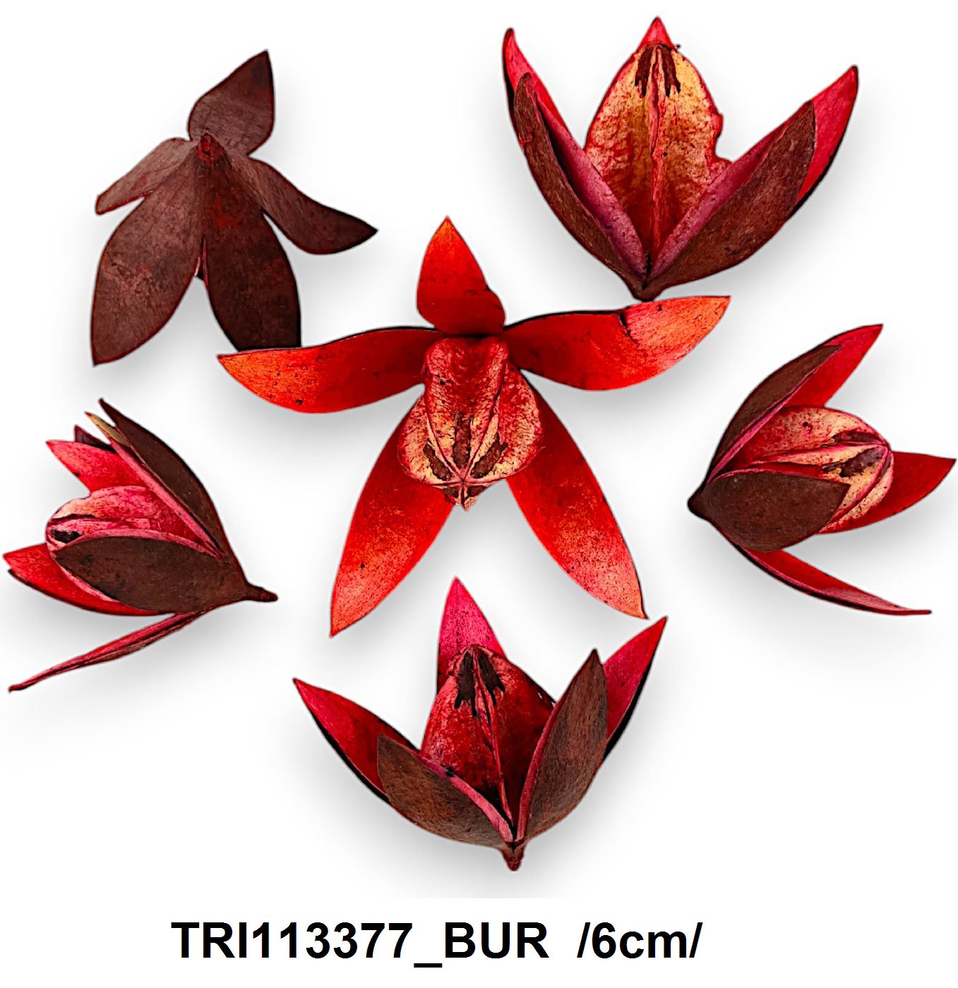 TRI113377_BUR