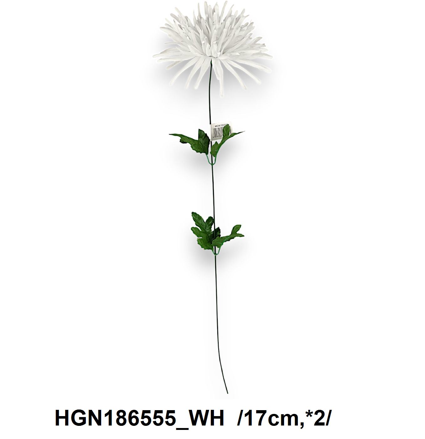 HGN186555_WH
