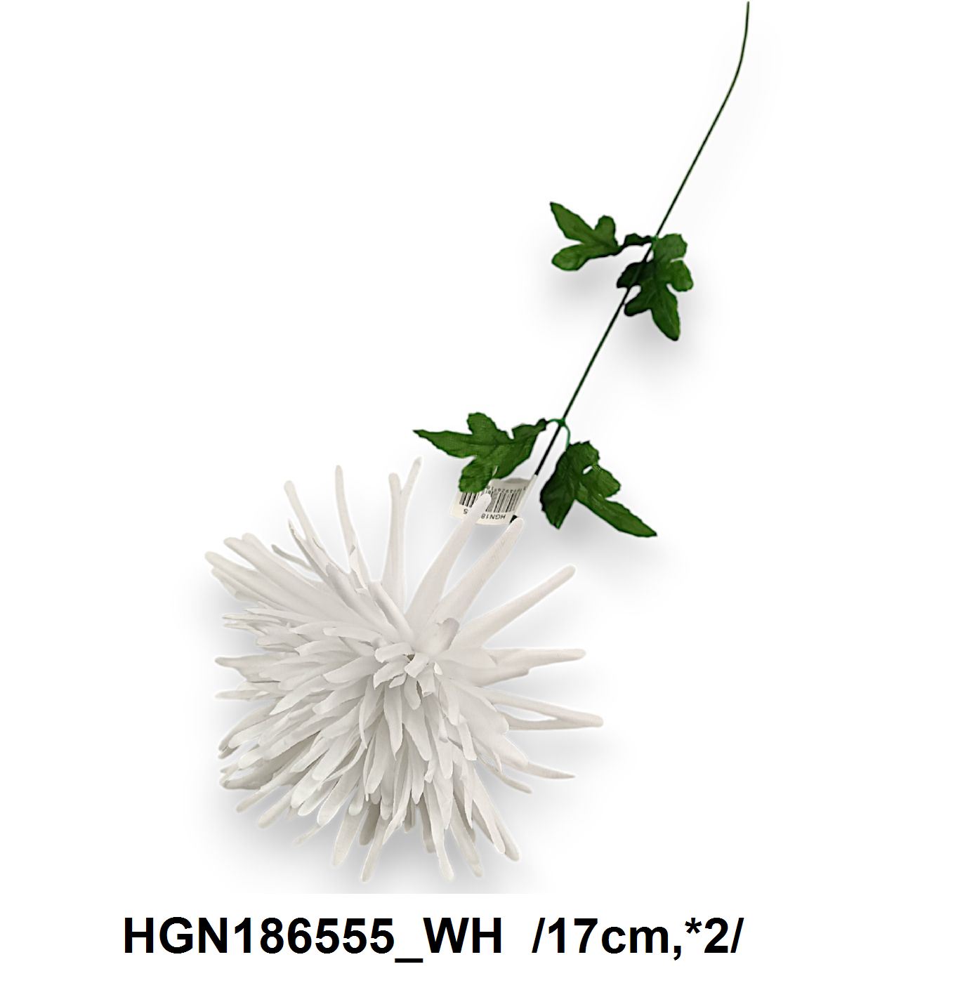 HGN186555_WH