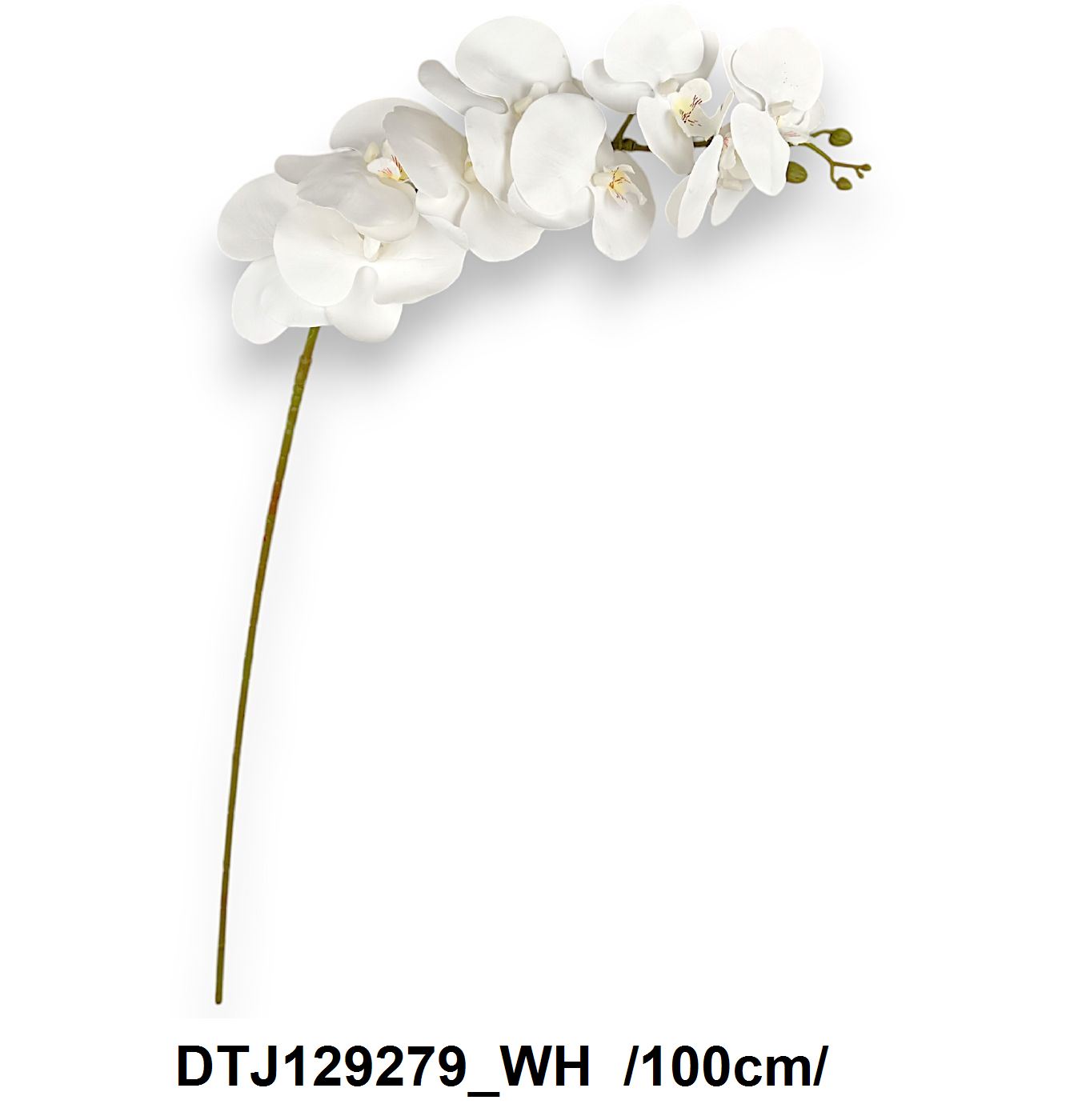 DTJ129279_WH