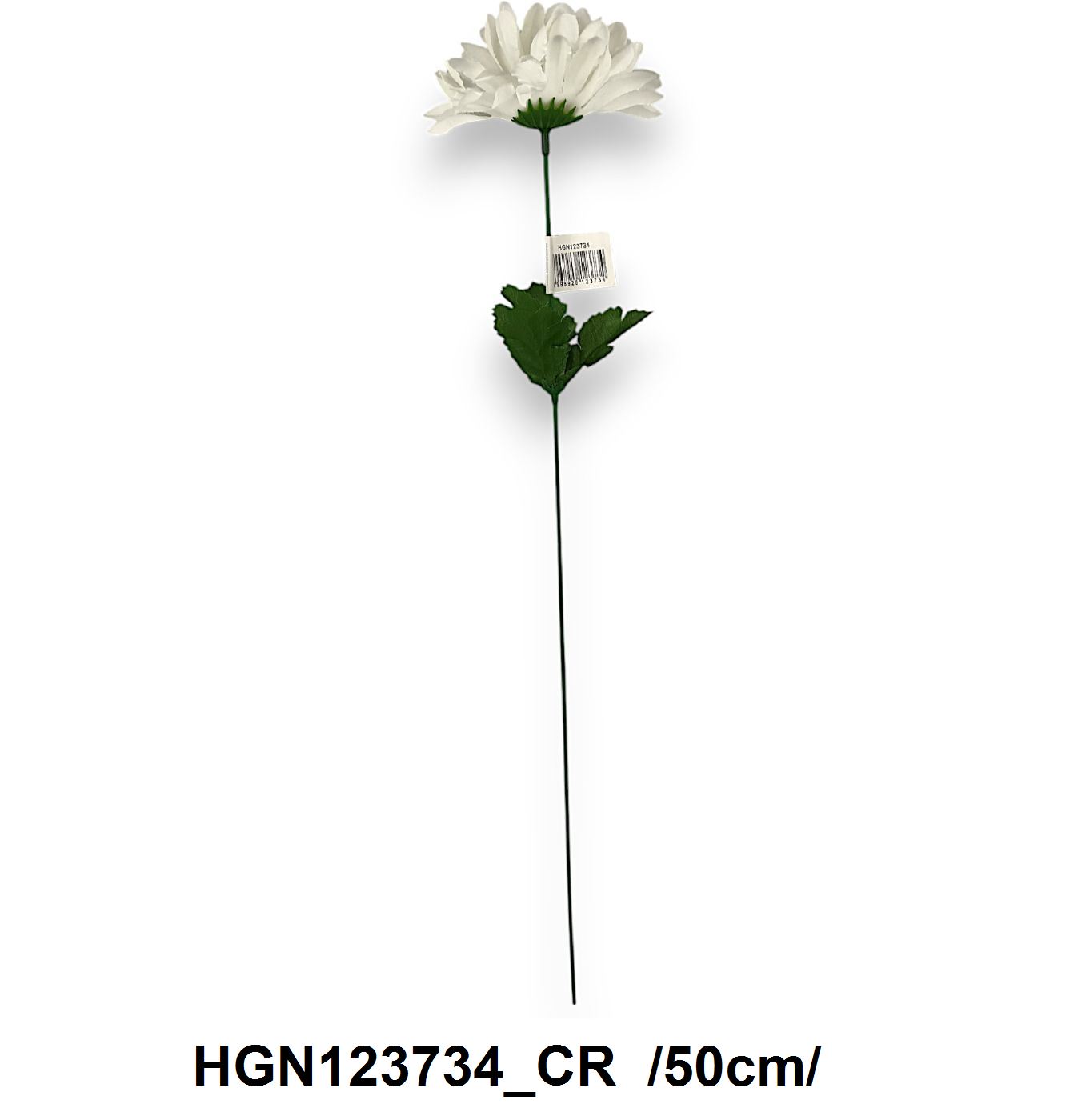 HGN123734_CR
