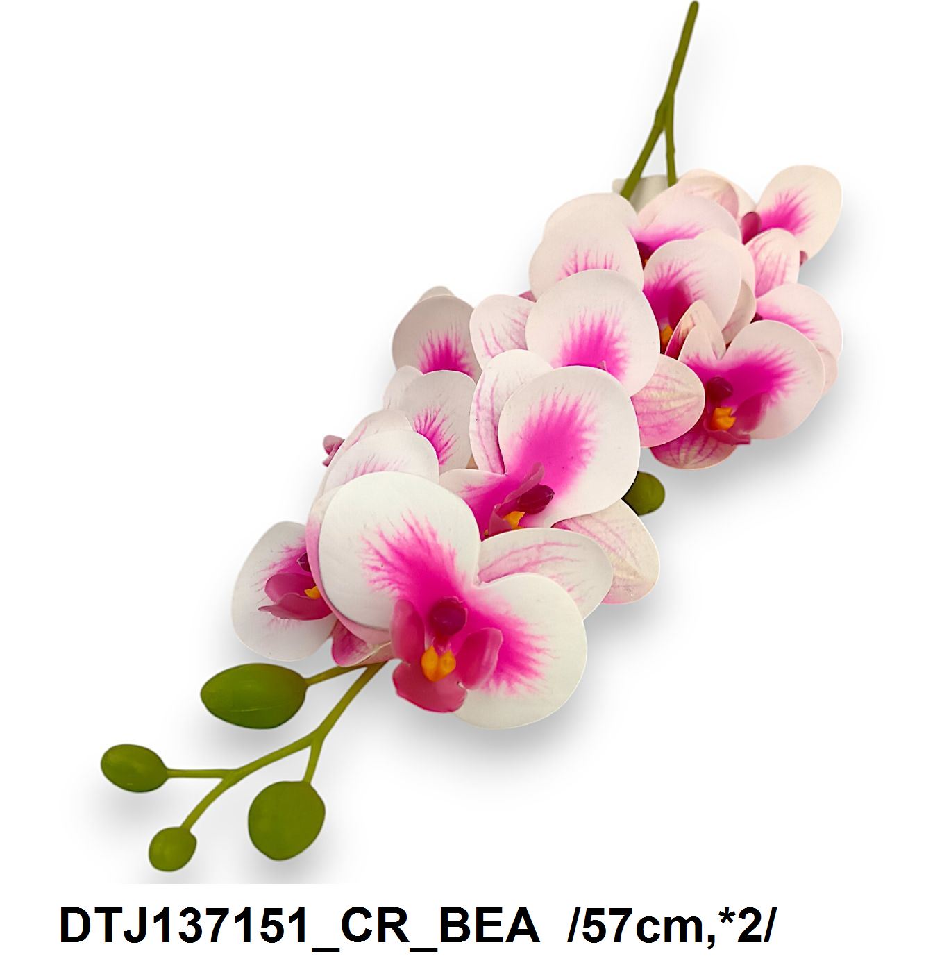 DTJ137151_CR_BEA