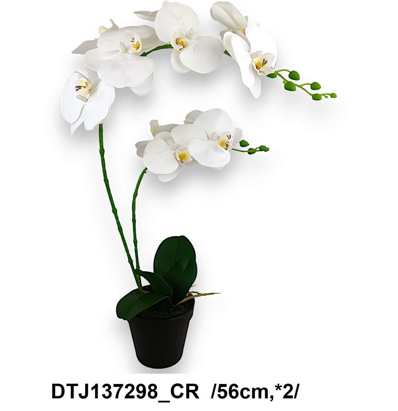DTJ137298_CR