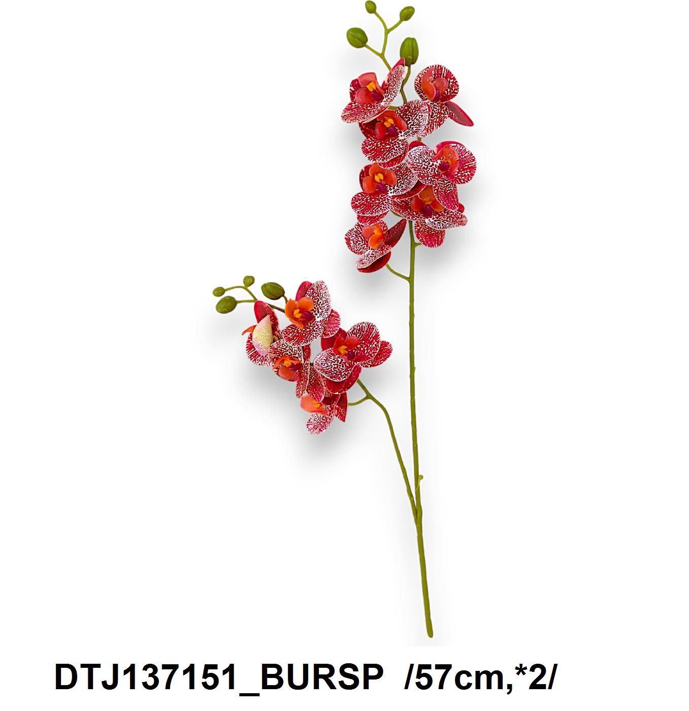 DTJ137151_BURSP
