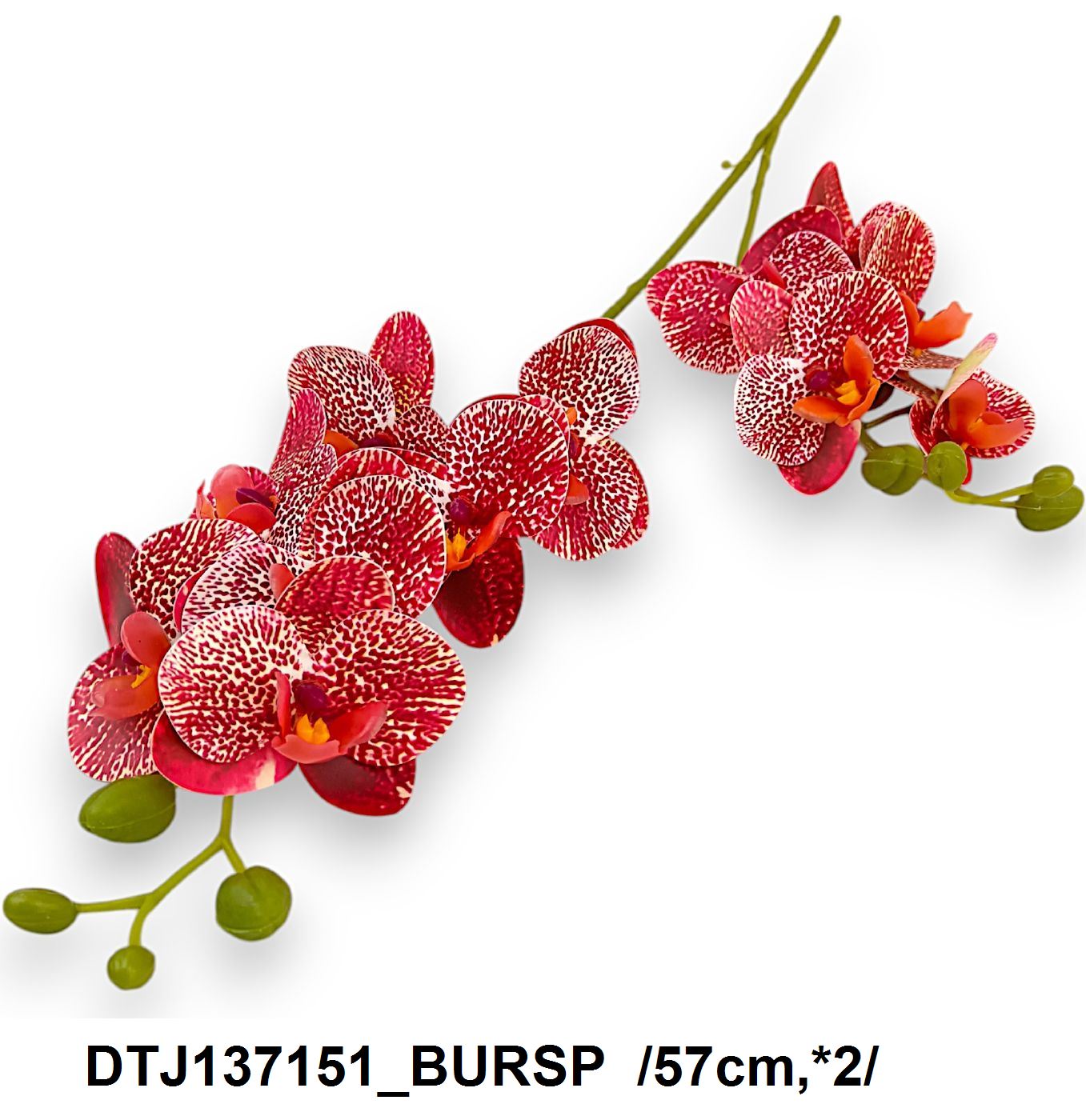 DTJ137151_BURSP
