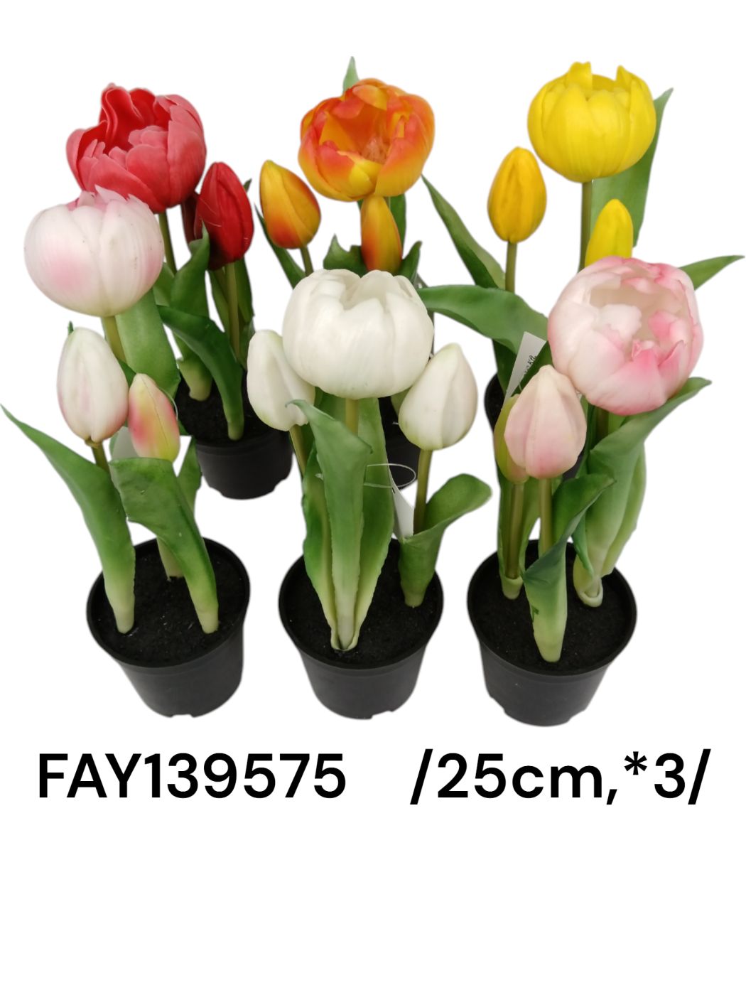 FAY139575