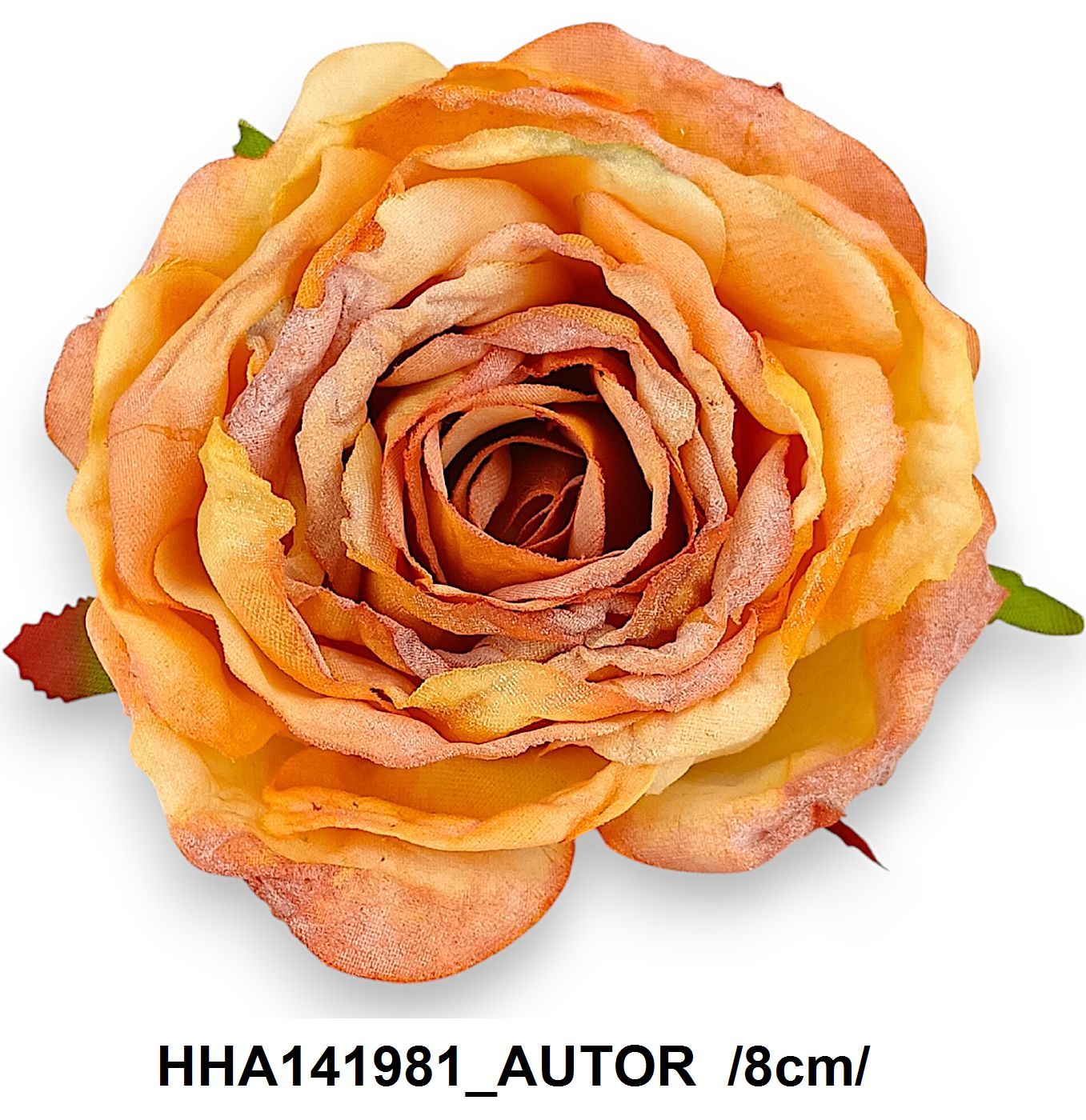 HHA141981_AUTOR