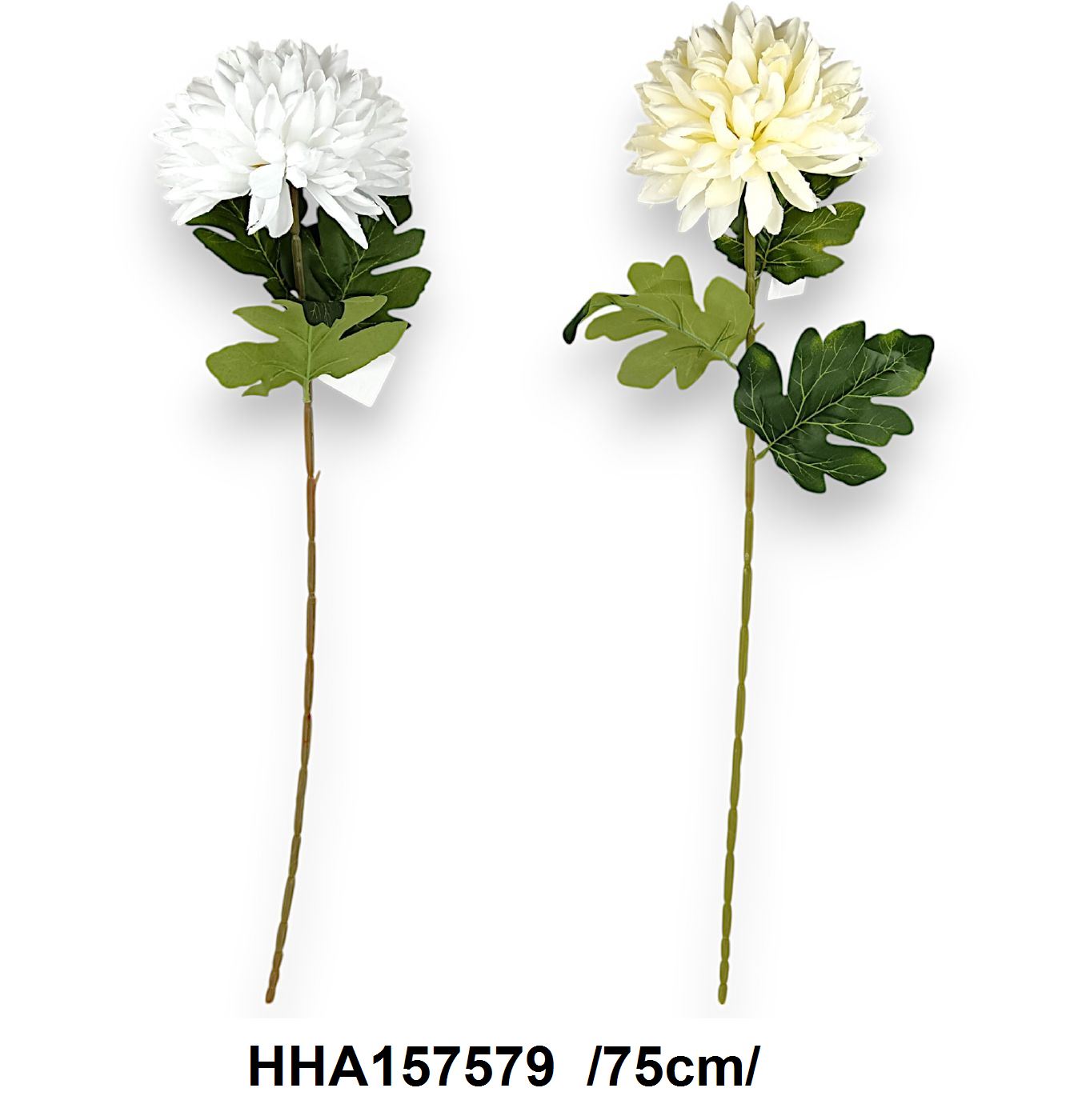 HHA157579