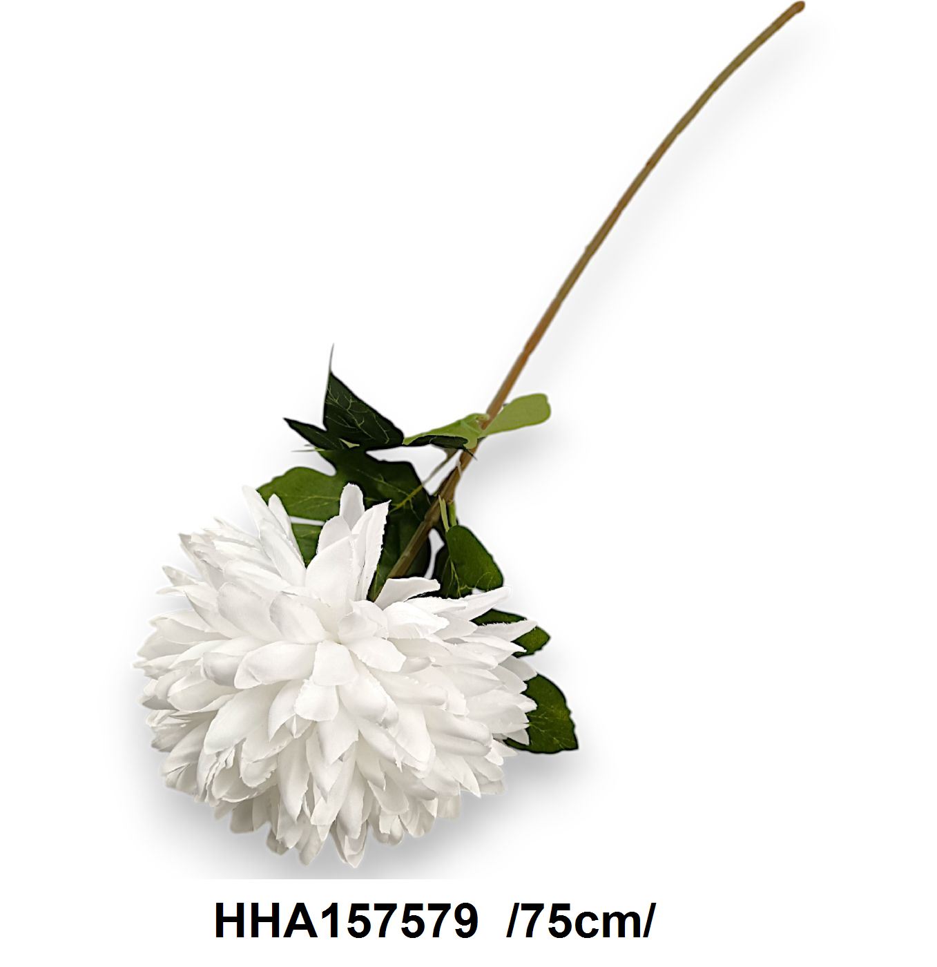 HHA157579