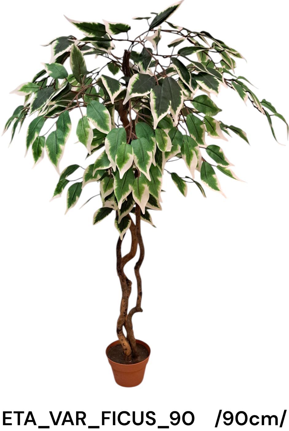ETA_VAR_FICUS_90