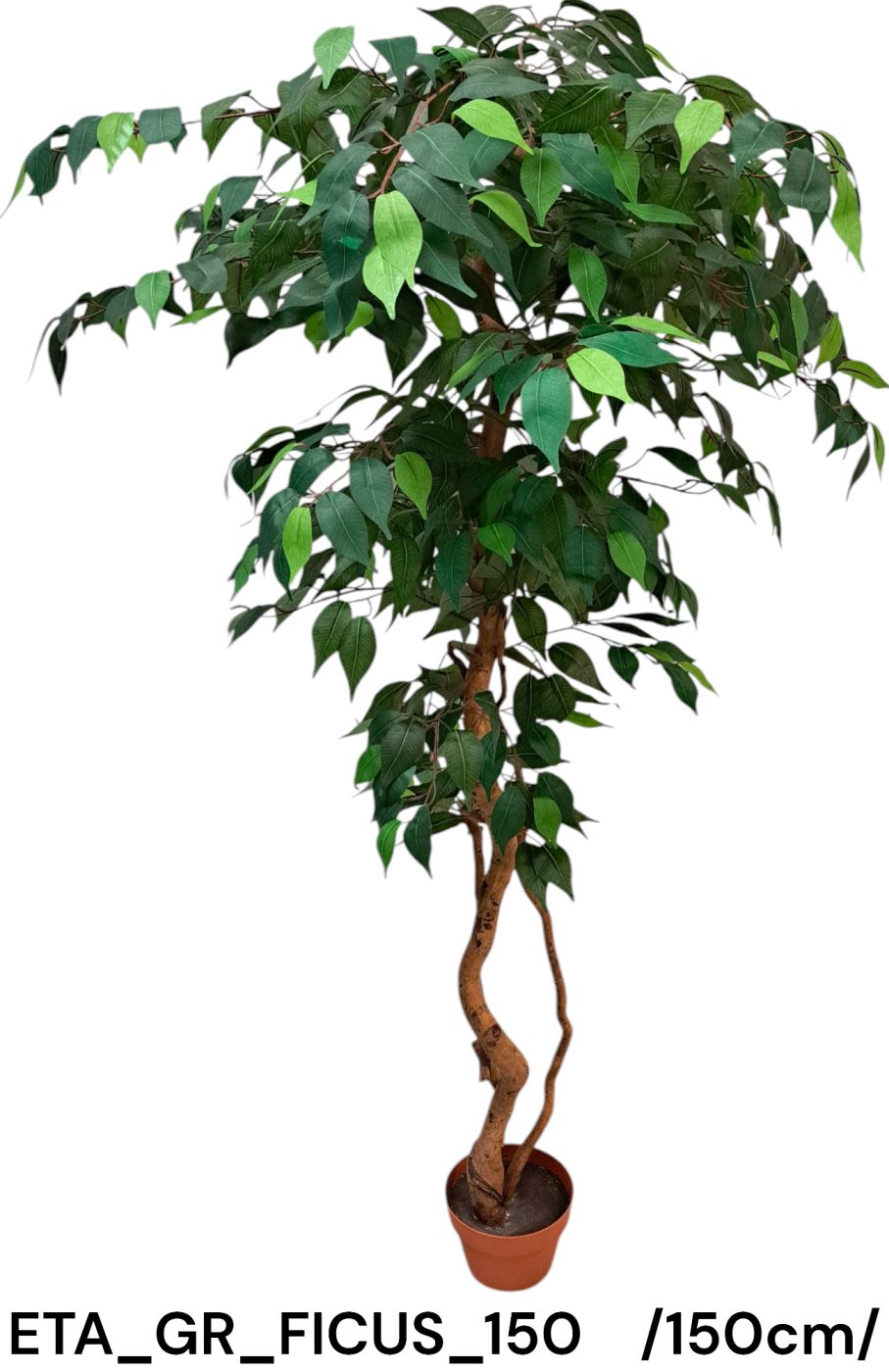 ETA_GR_FICUS_150