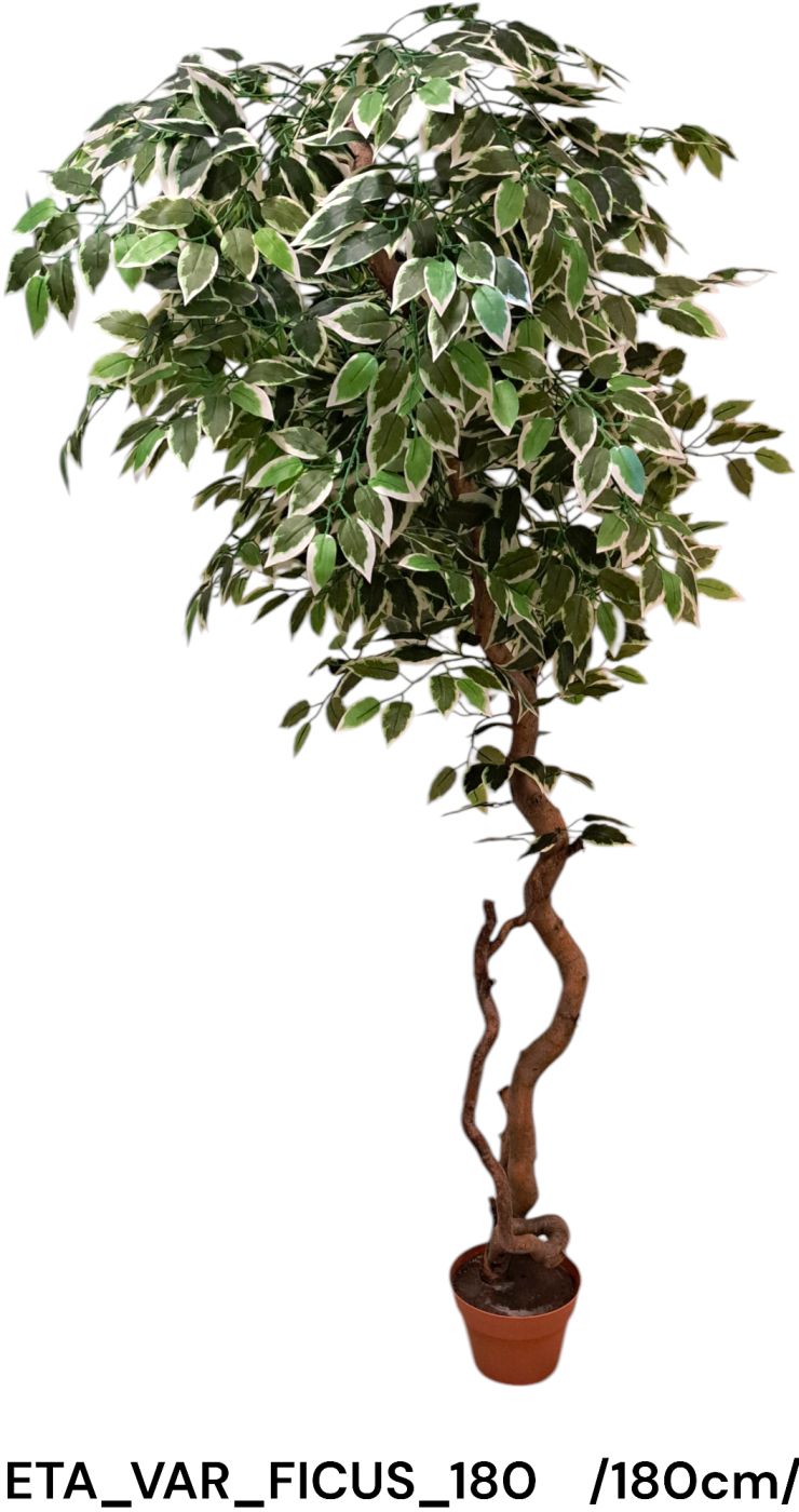 ETA_VAR_FICUS_180