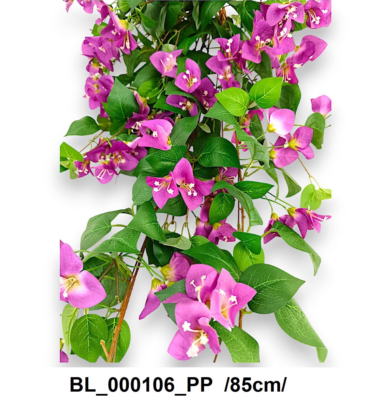 BL_000106_PP