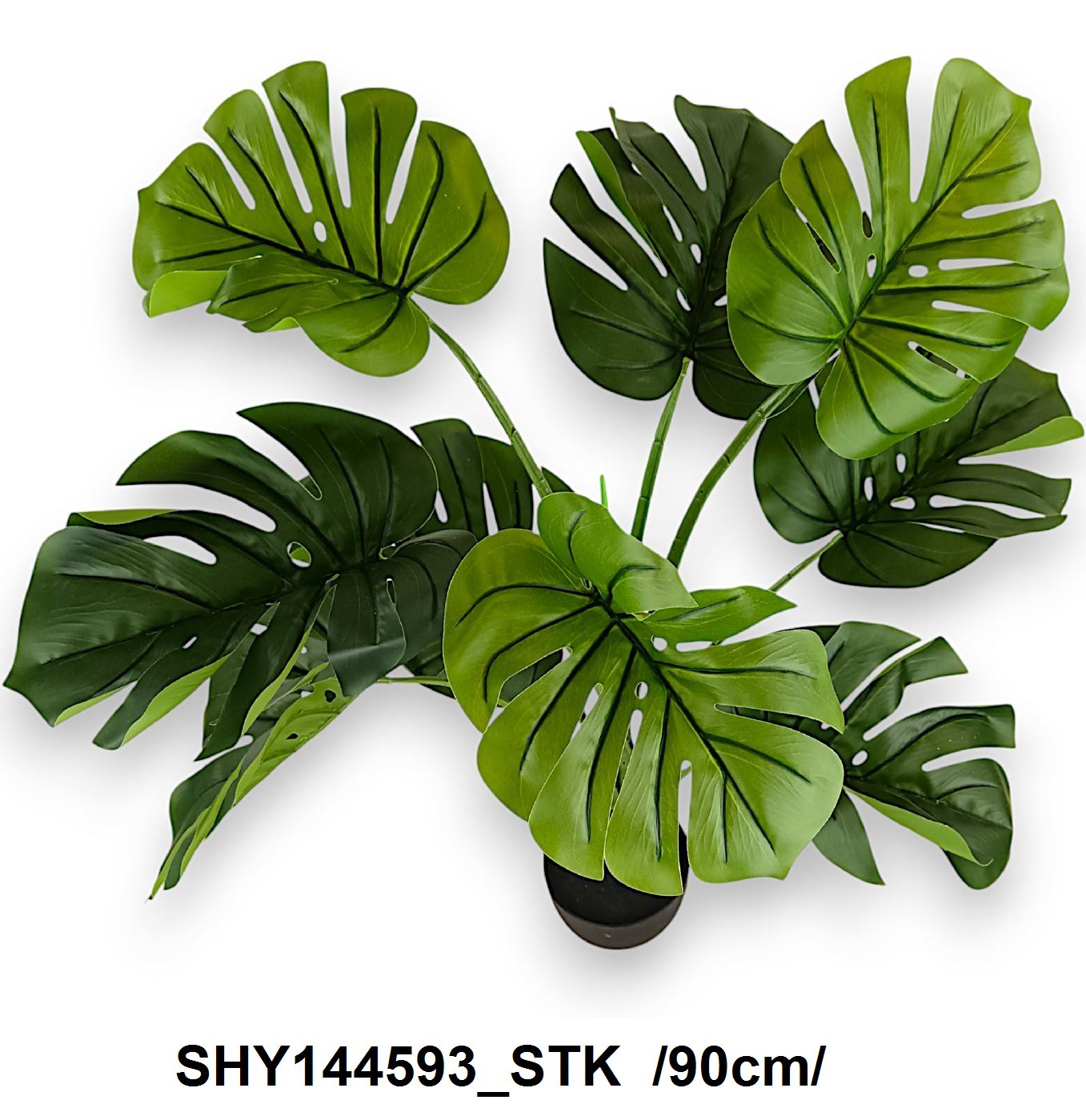 SHY144593_STK