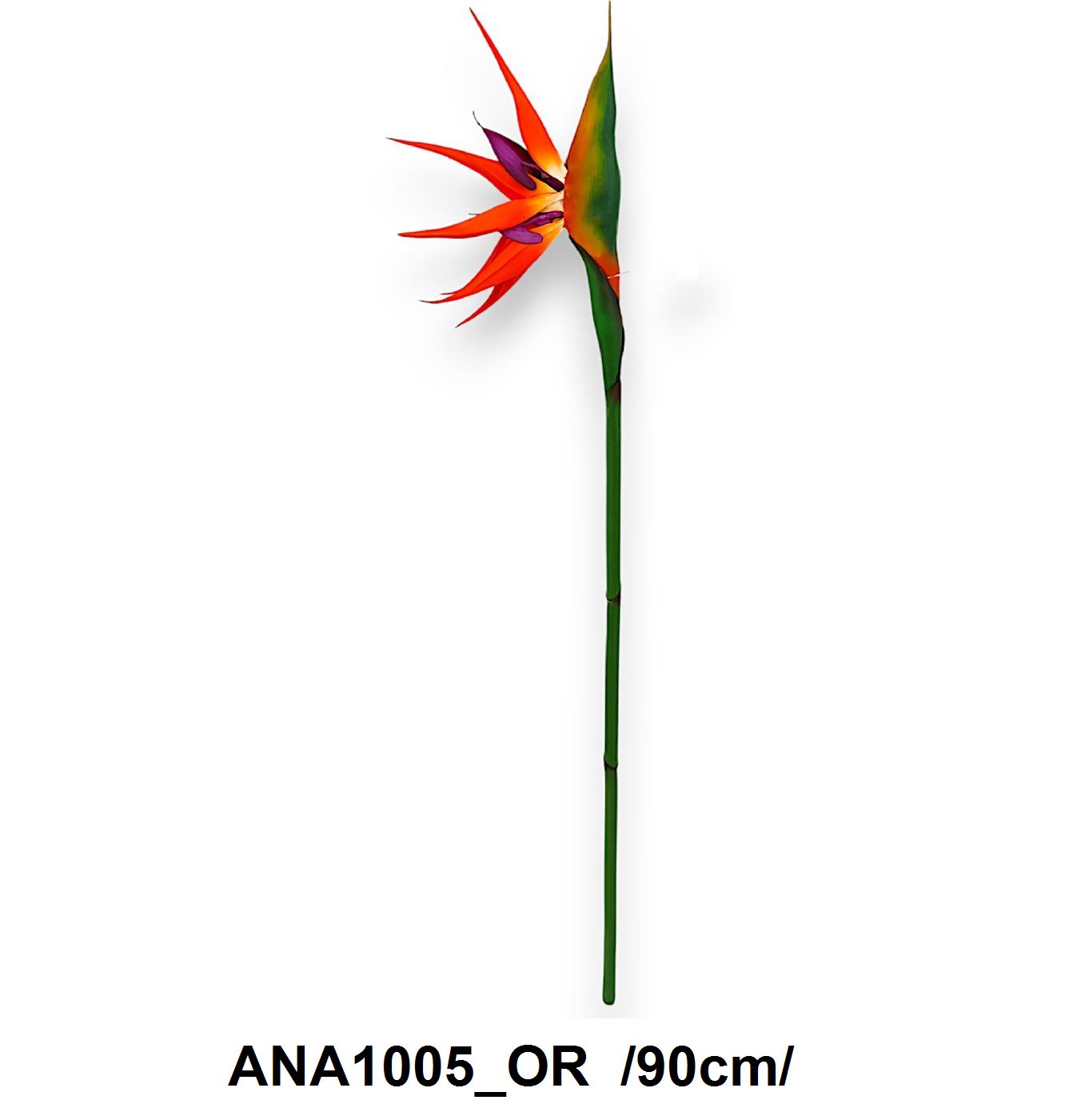 ANA1005_OR