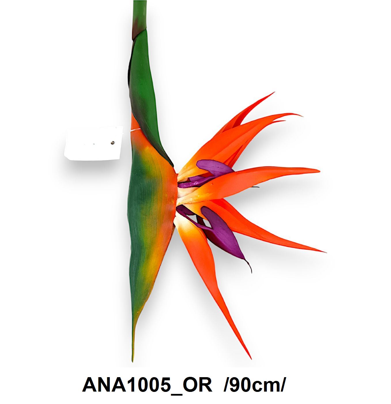 ANA1005_OR