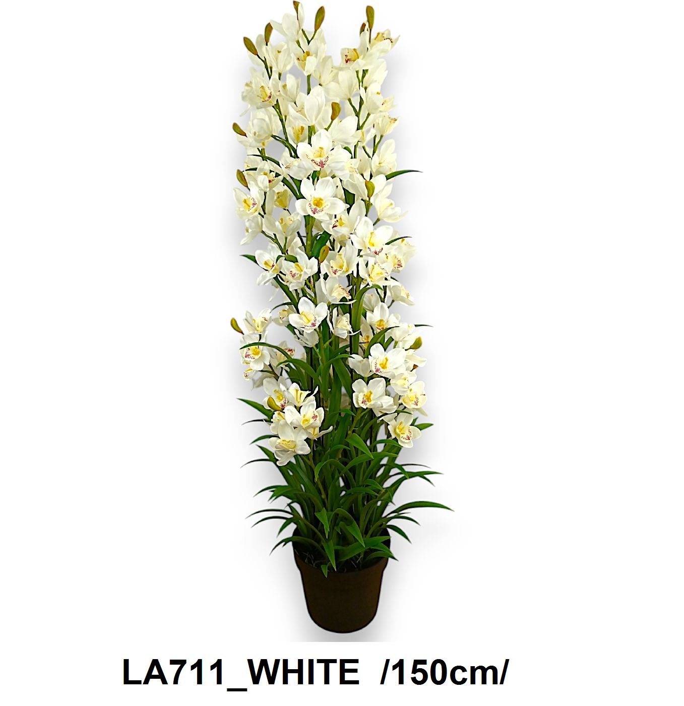 LA711_WHITE