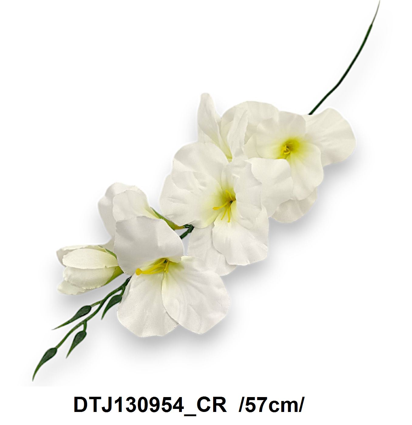 DTJ130954_CR
