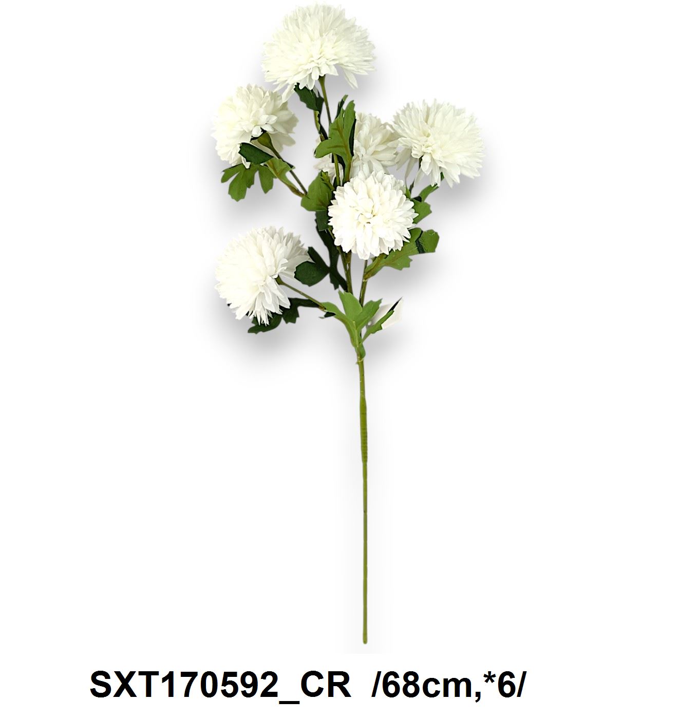 SXT170592_CR