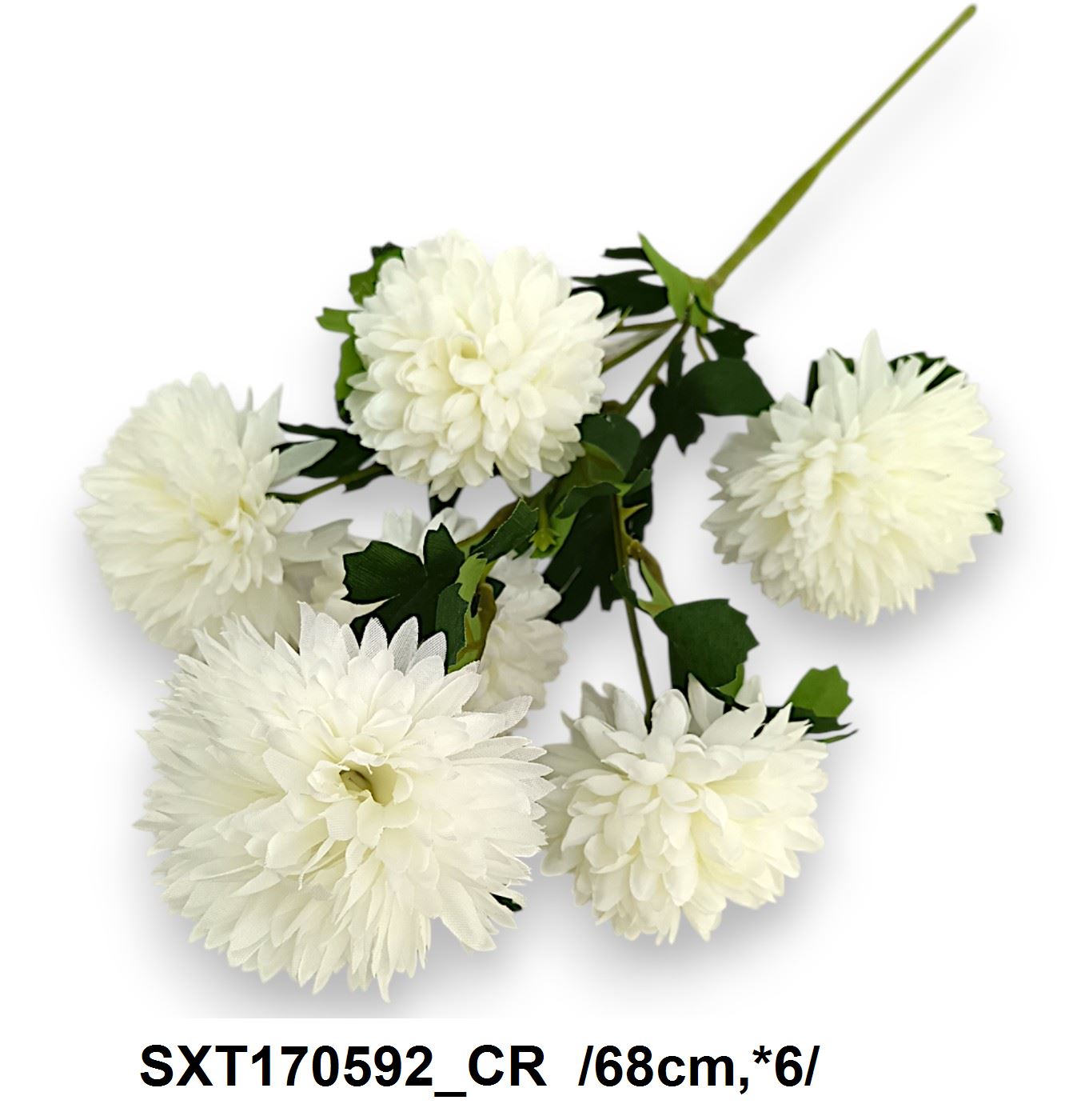 SXT170592_CR