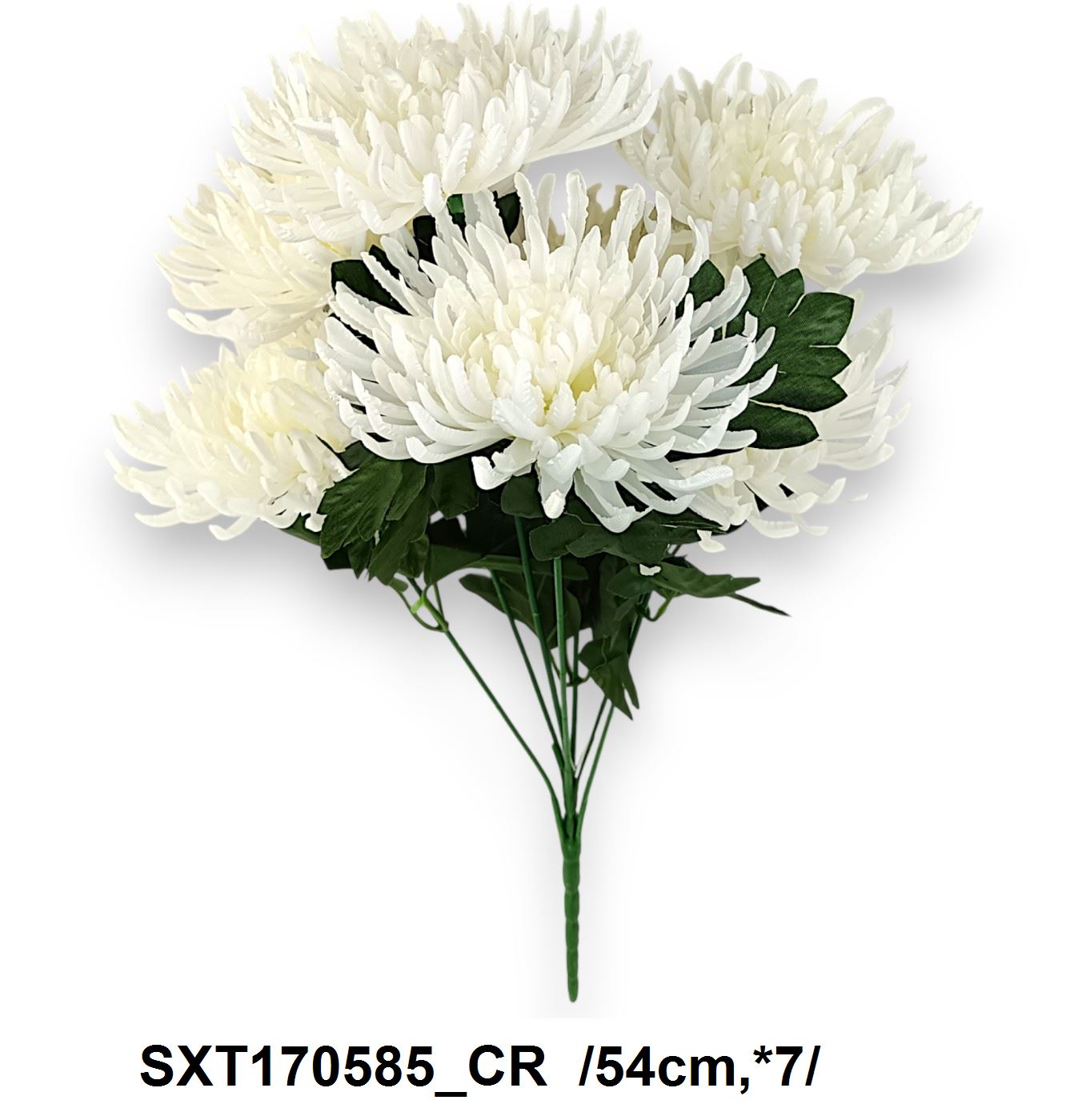 SXT170585_CR