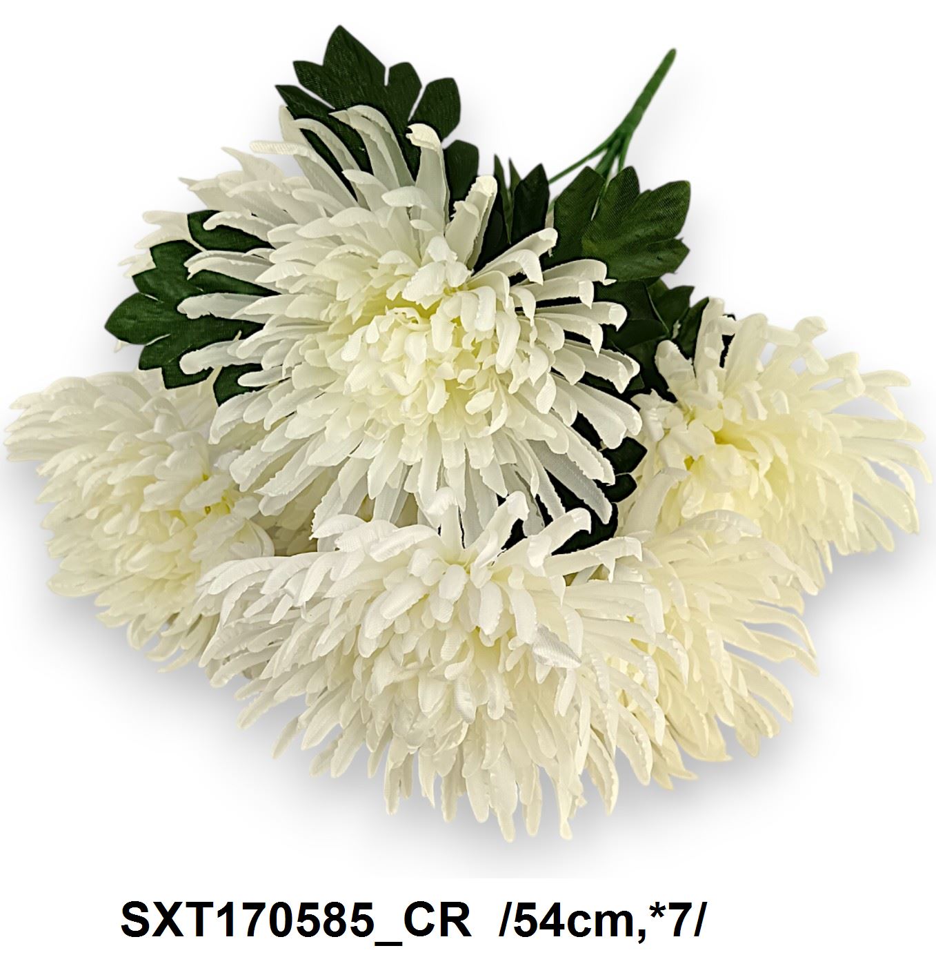 SXT170585_CR