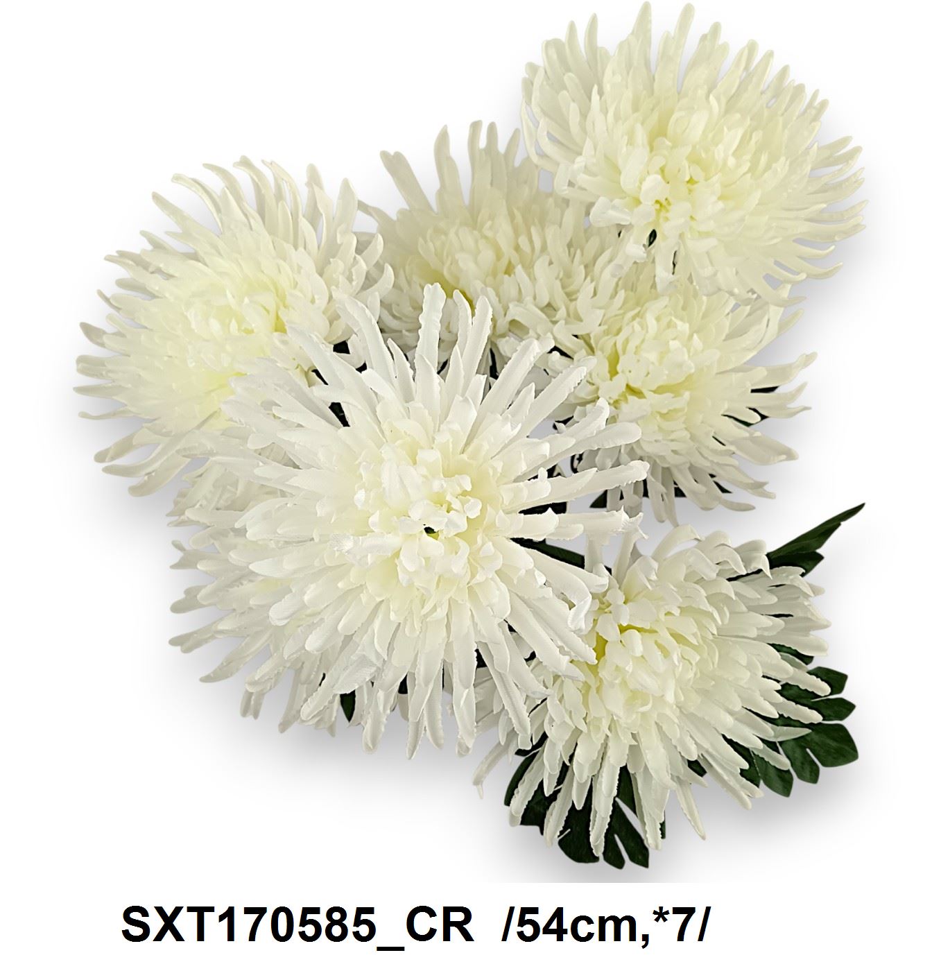 SXT170585_CR