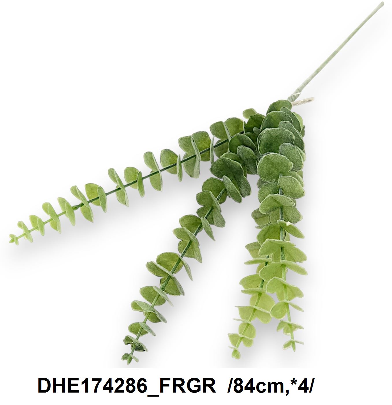 DHE174286_FRGR