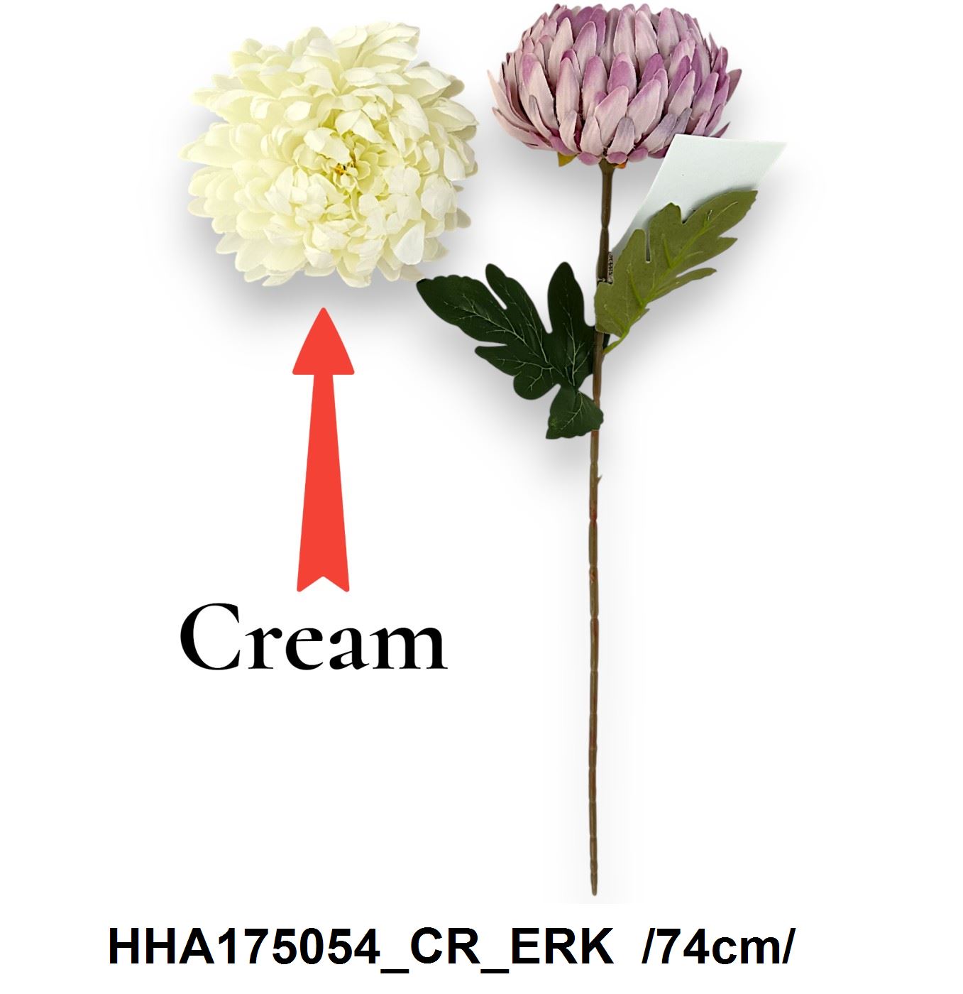 HHA175054_CR_ERK