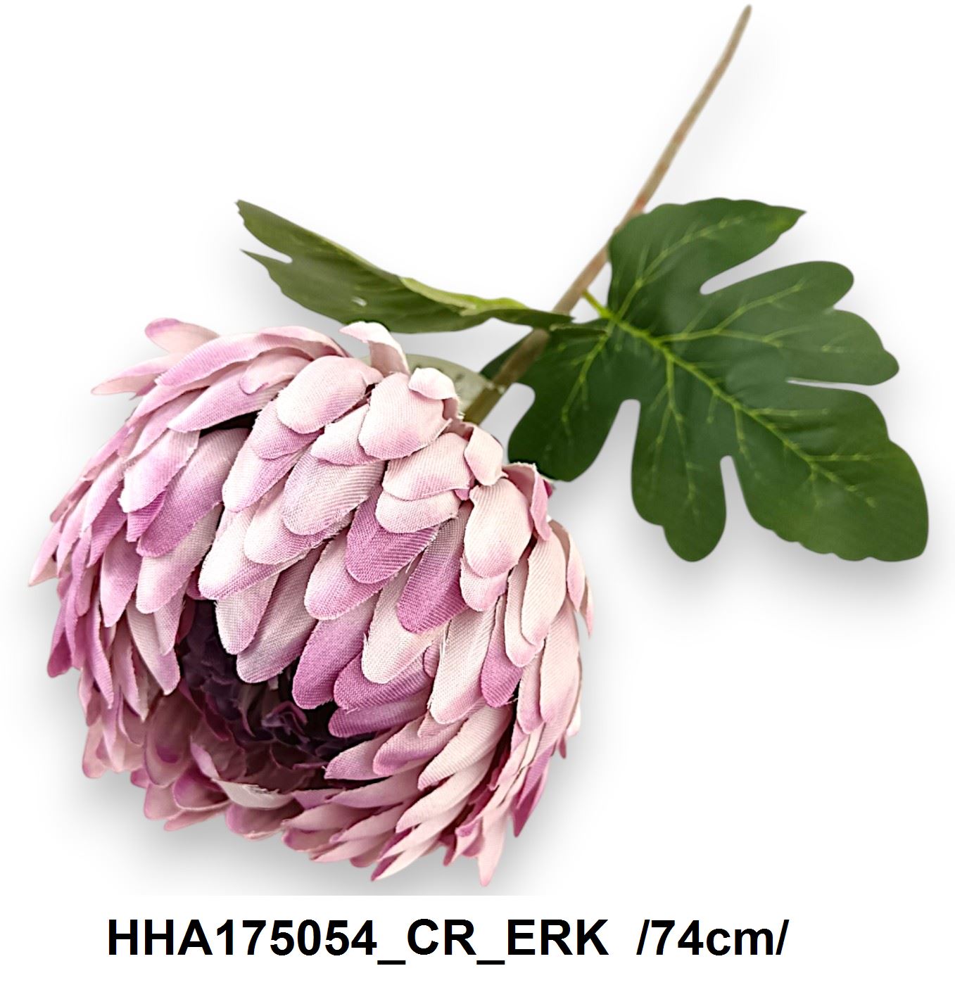 HHA175054_CR_ERK