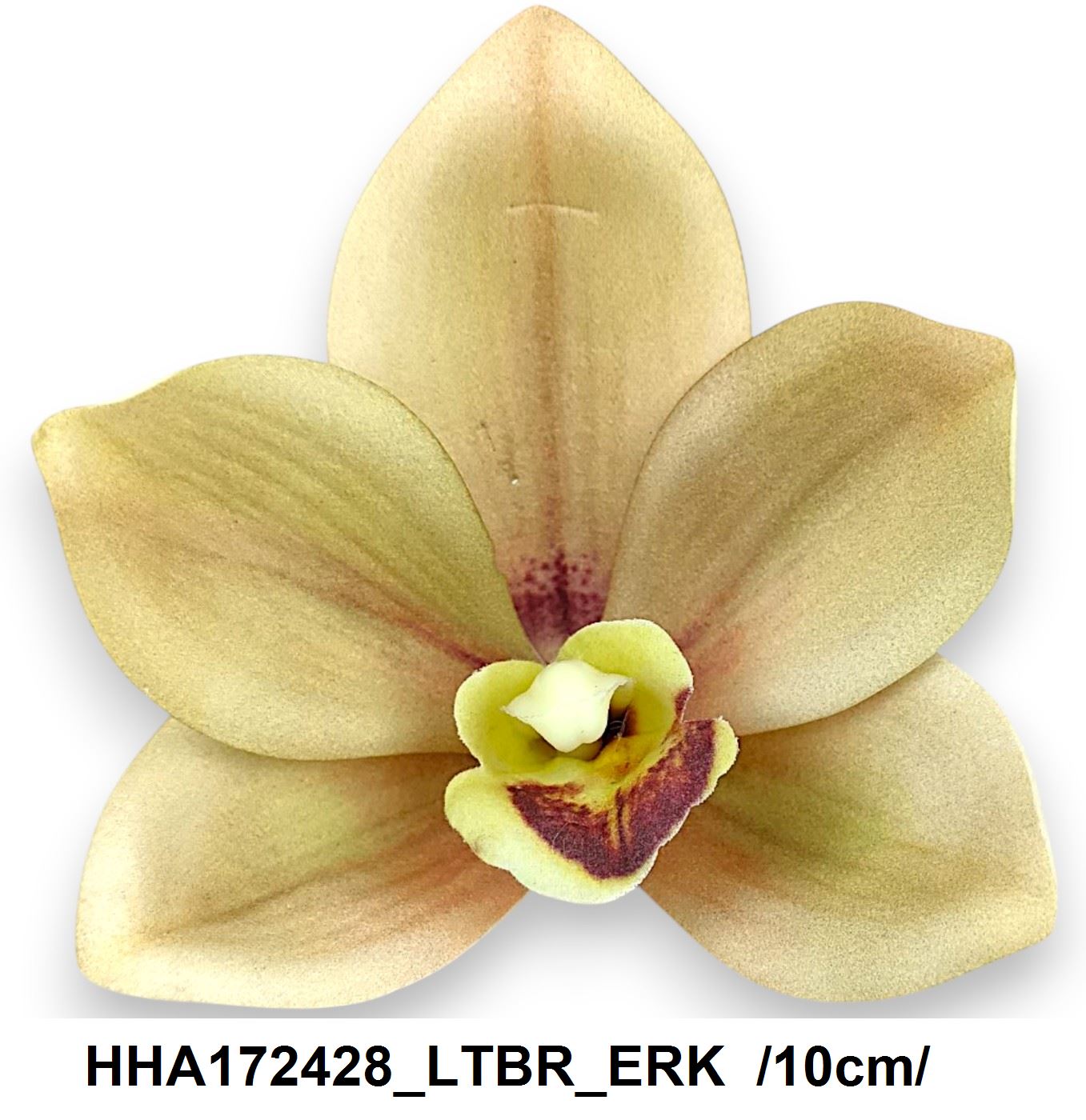 HHA172428_LTBR_ERK