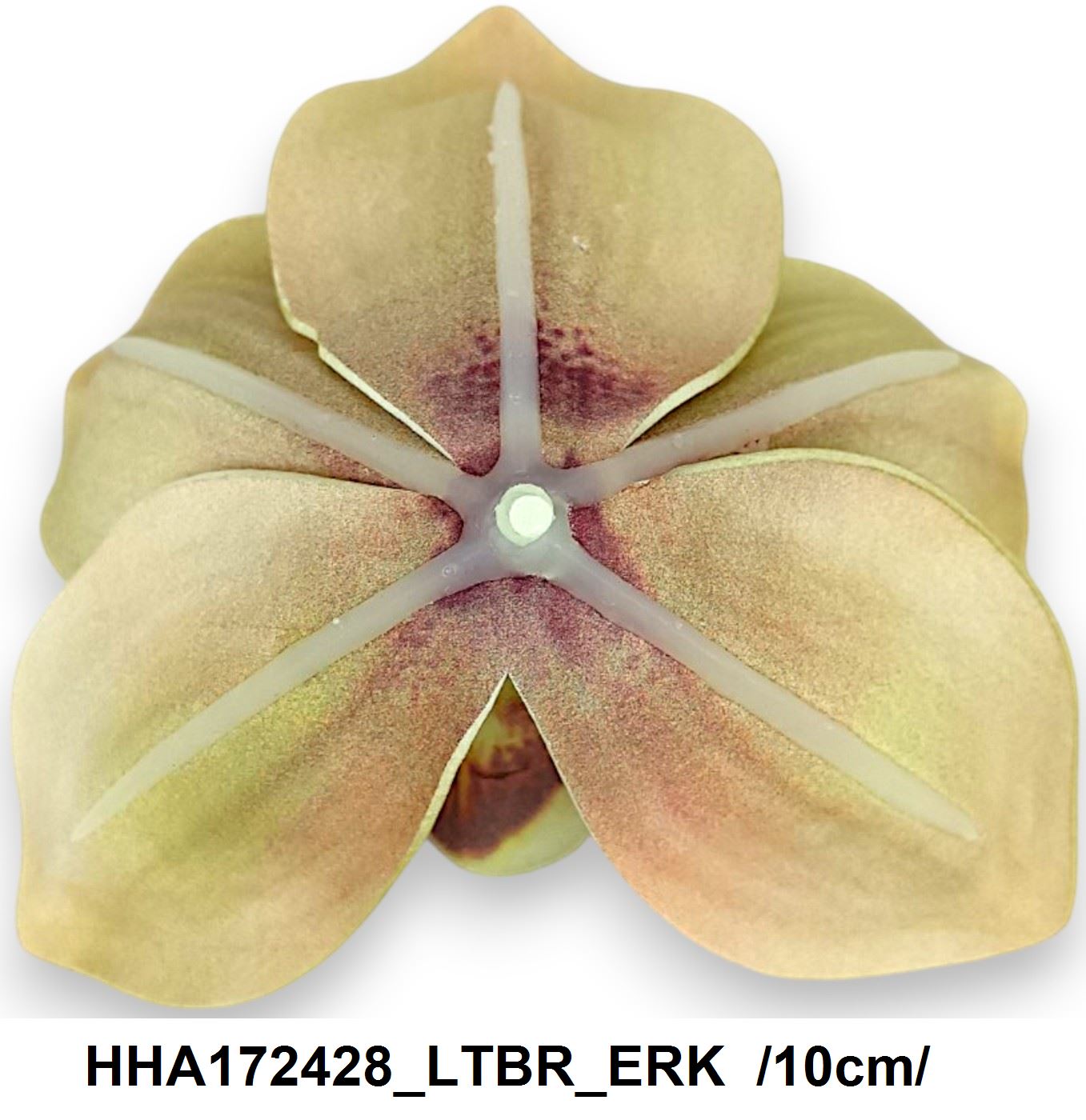 HHA172428_LTBR_ERK