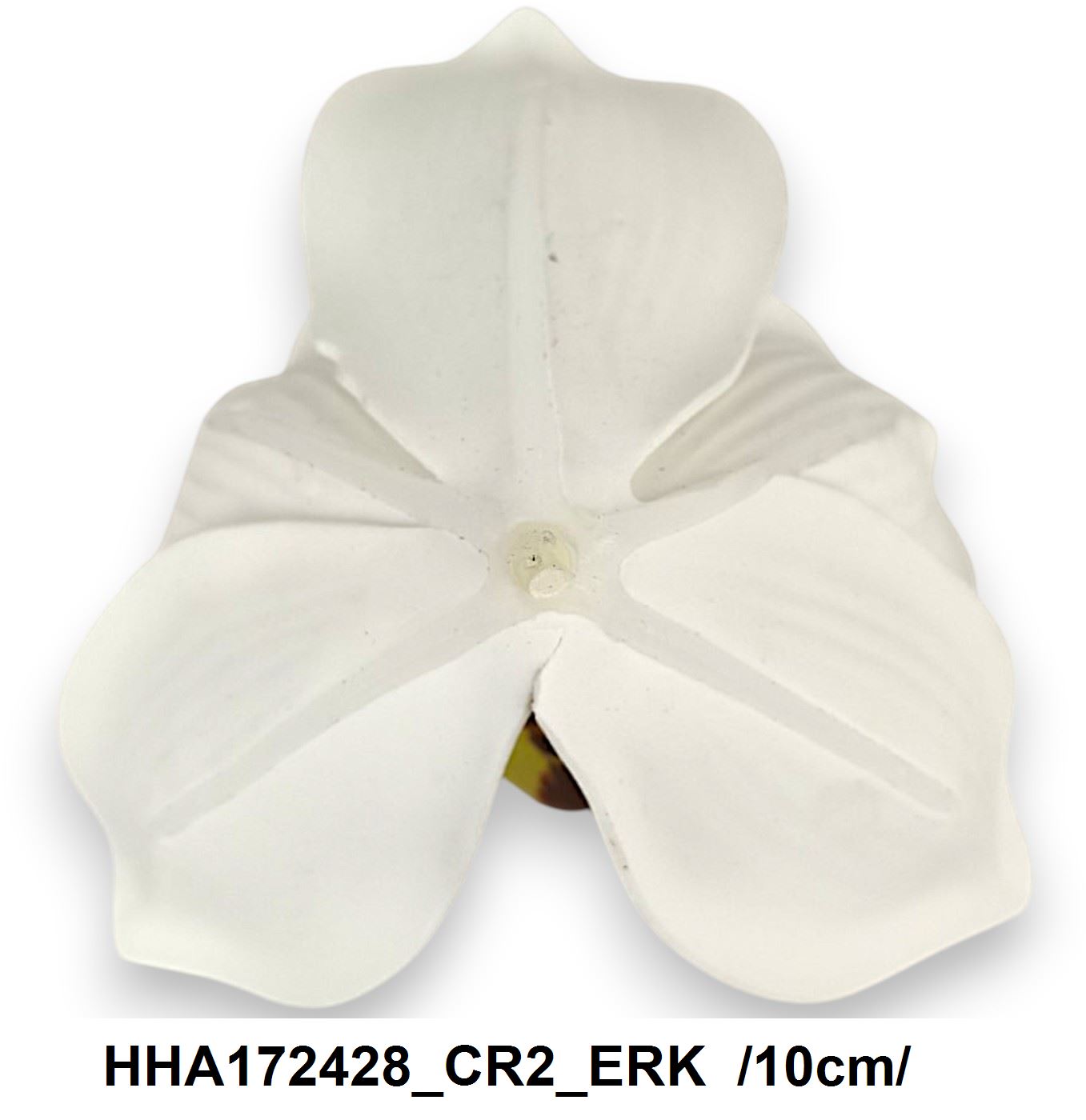 HHA172428_CR2_ERK