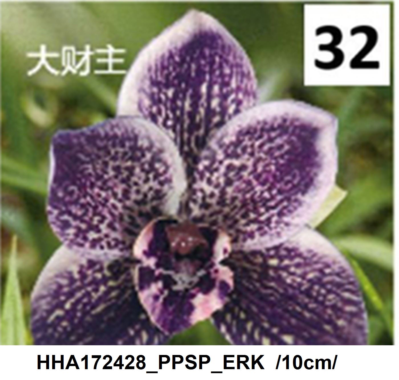 HHA172428_PPSP_ERK