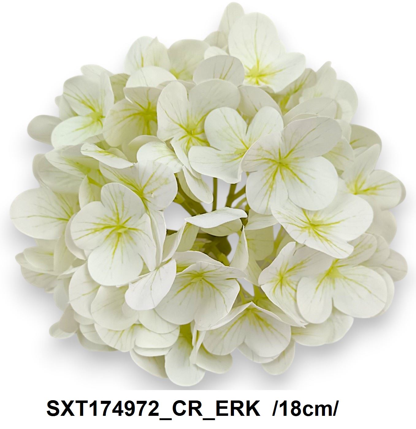 SXT174972_CR_ERK