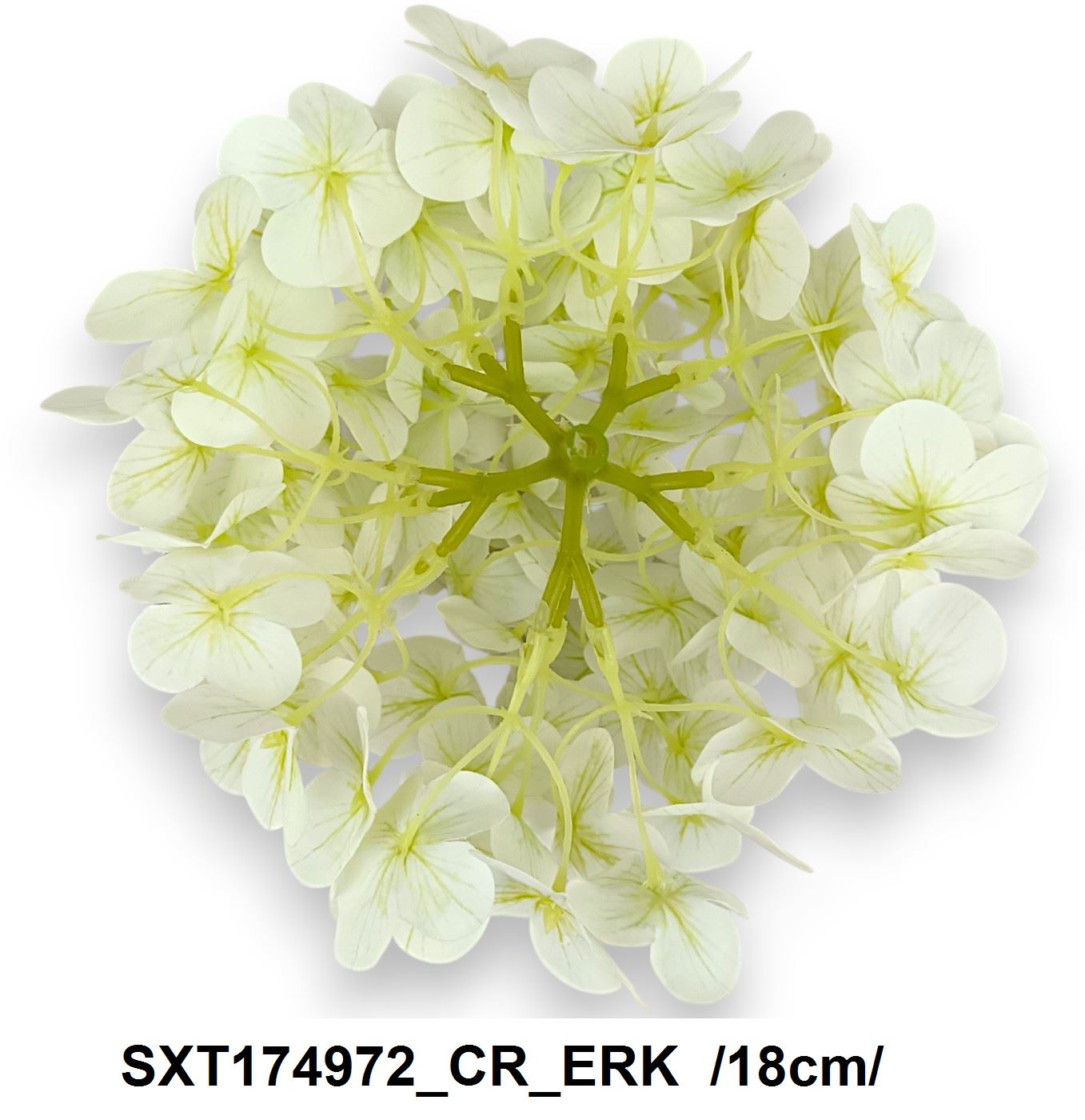 SXT174972_CR_ERK