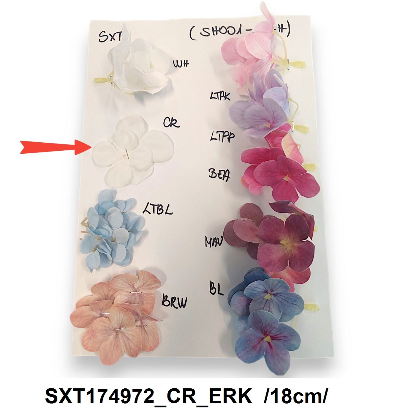 SXT174972_CR_ERK