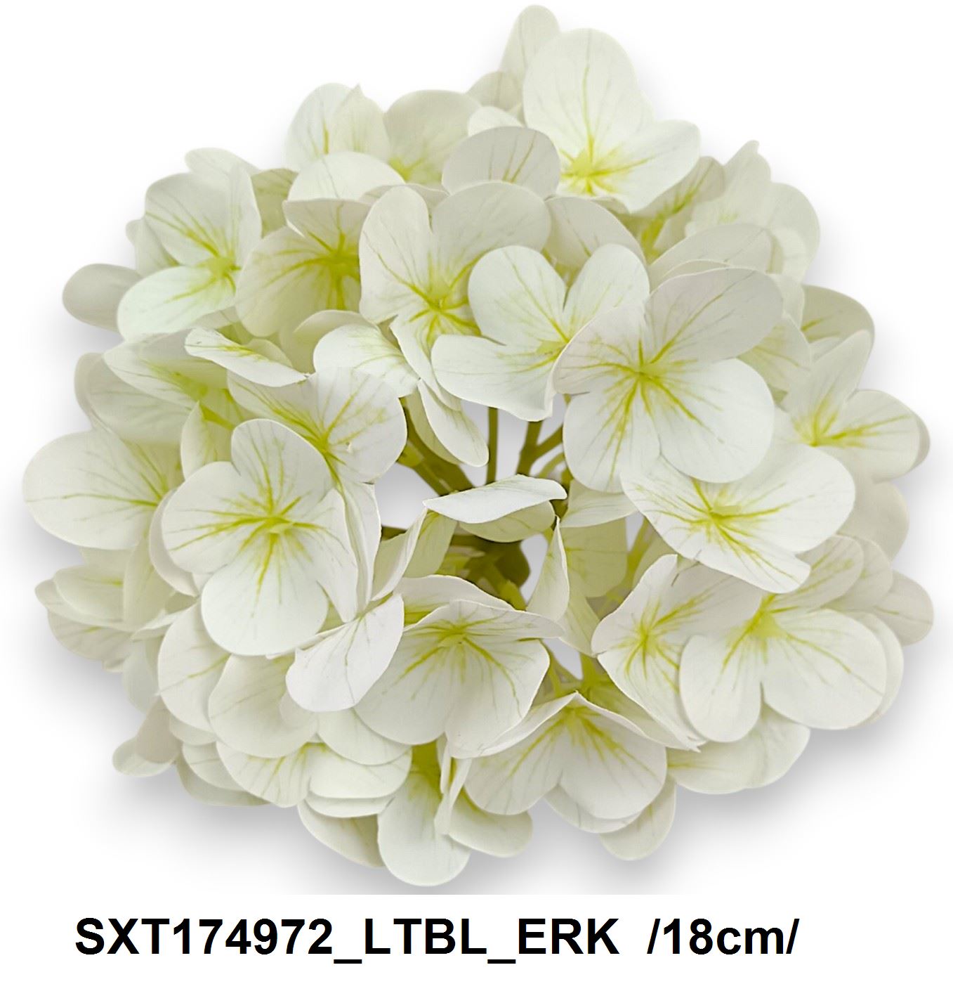 SXT174972_LTBL_ERK