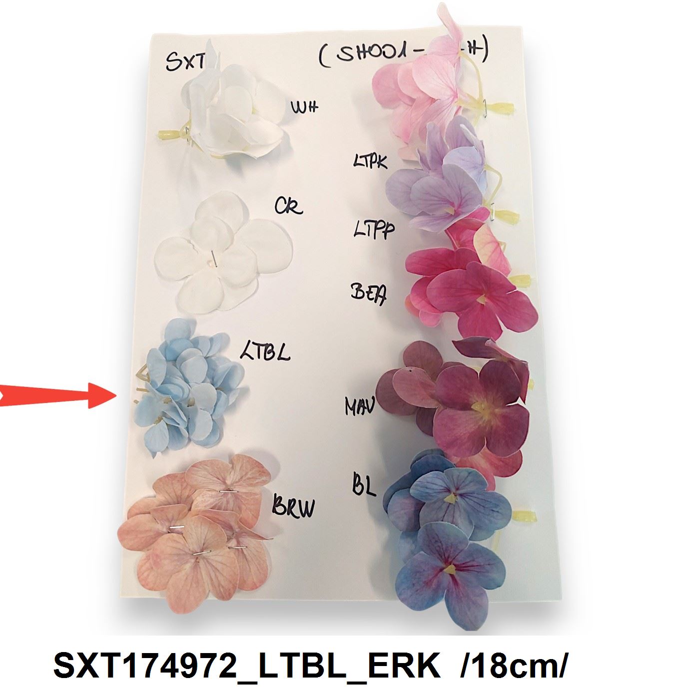 SXT174972_LTBL_ERK