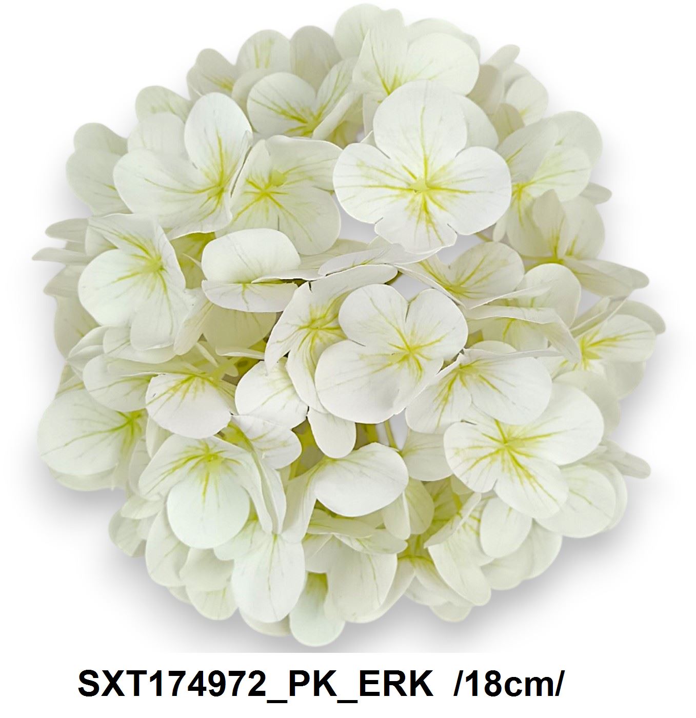 SXT174972_PK_ERK