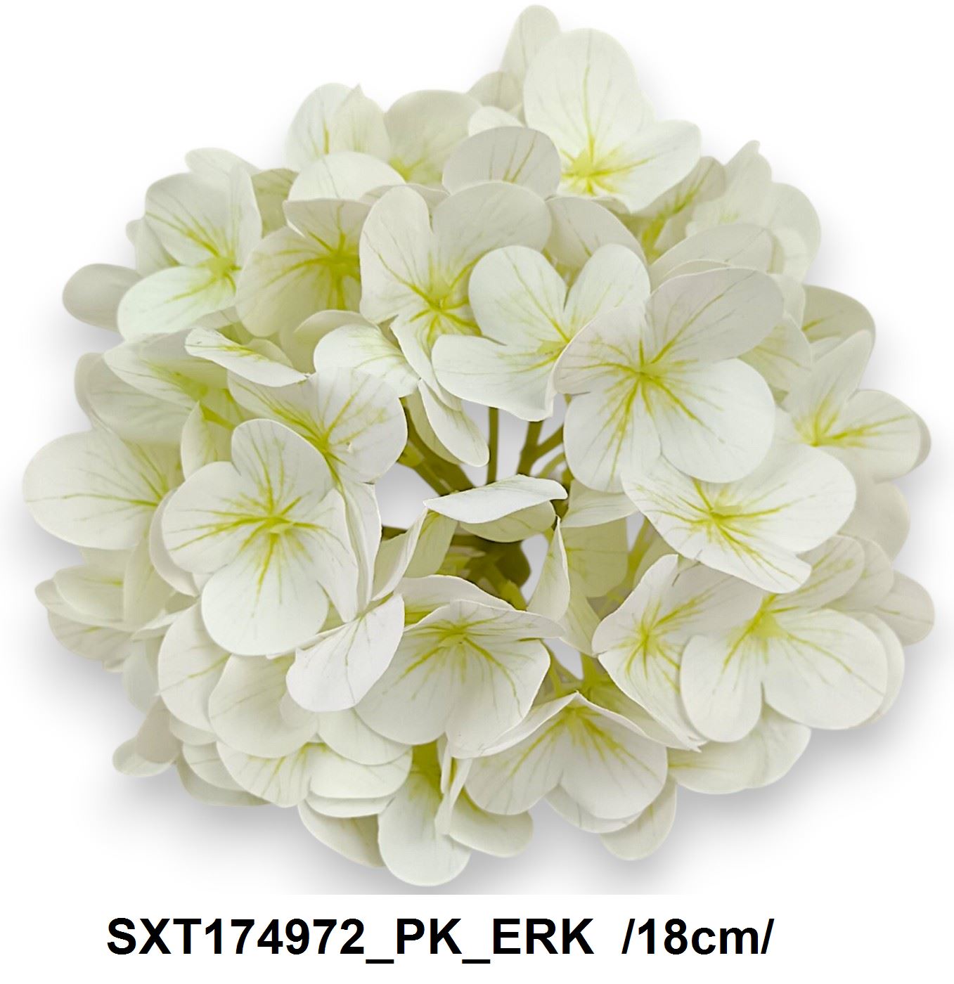 SXT174972_PK_ERK