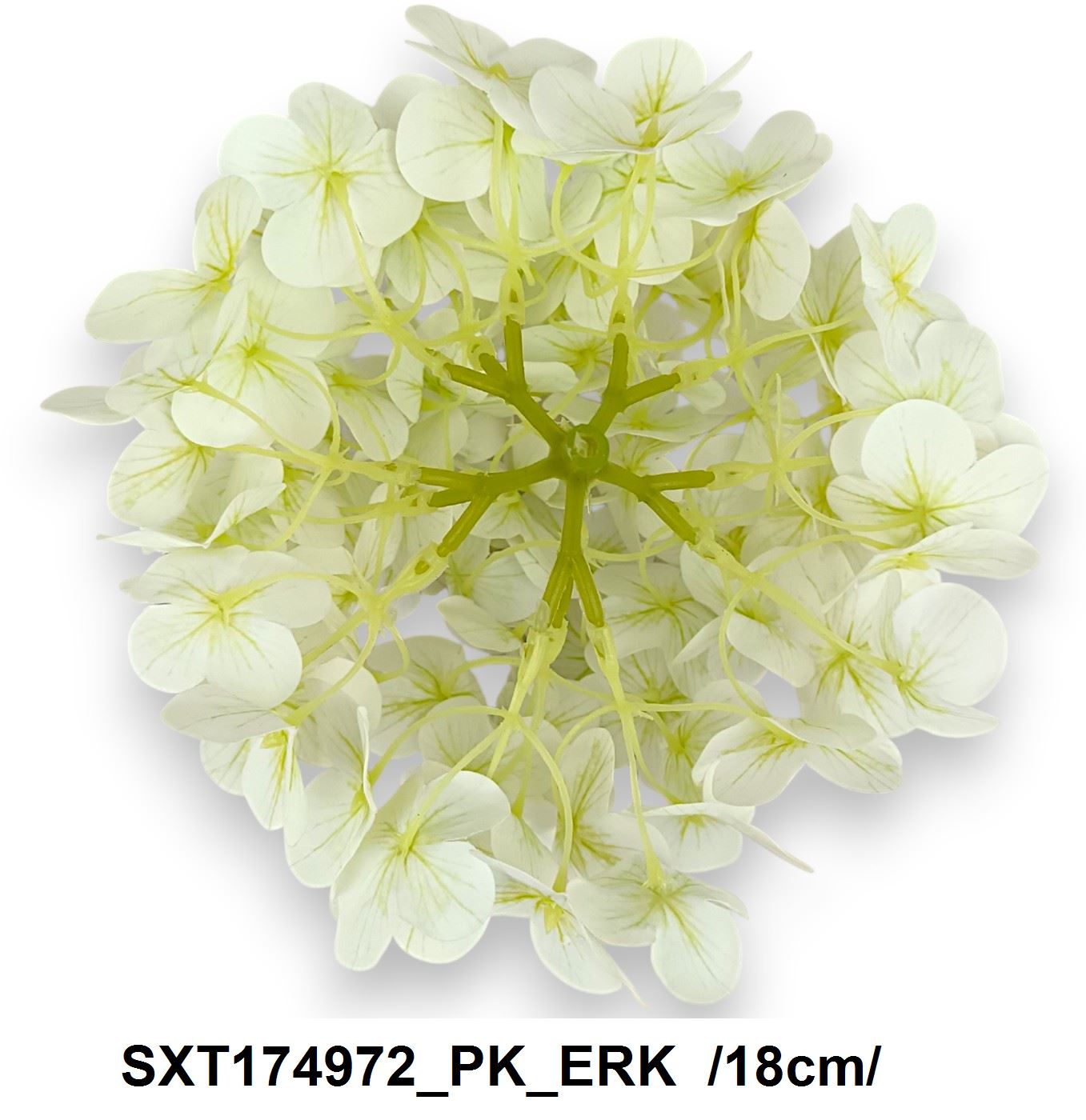 SXT174972_PK_ERK
